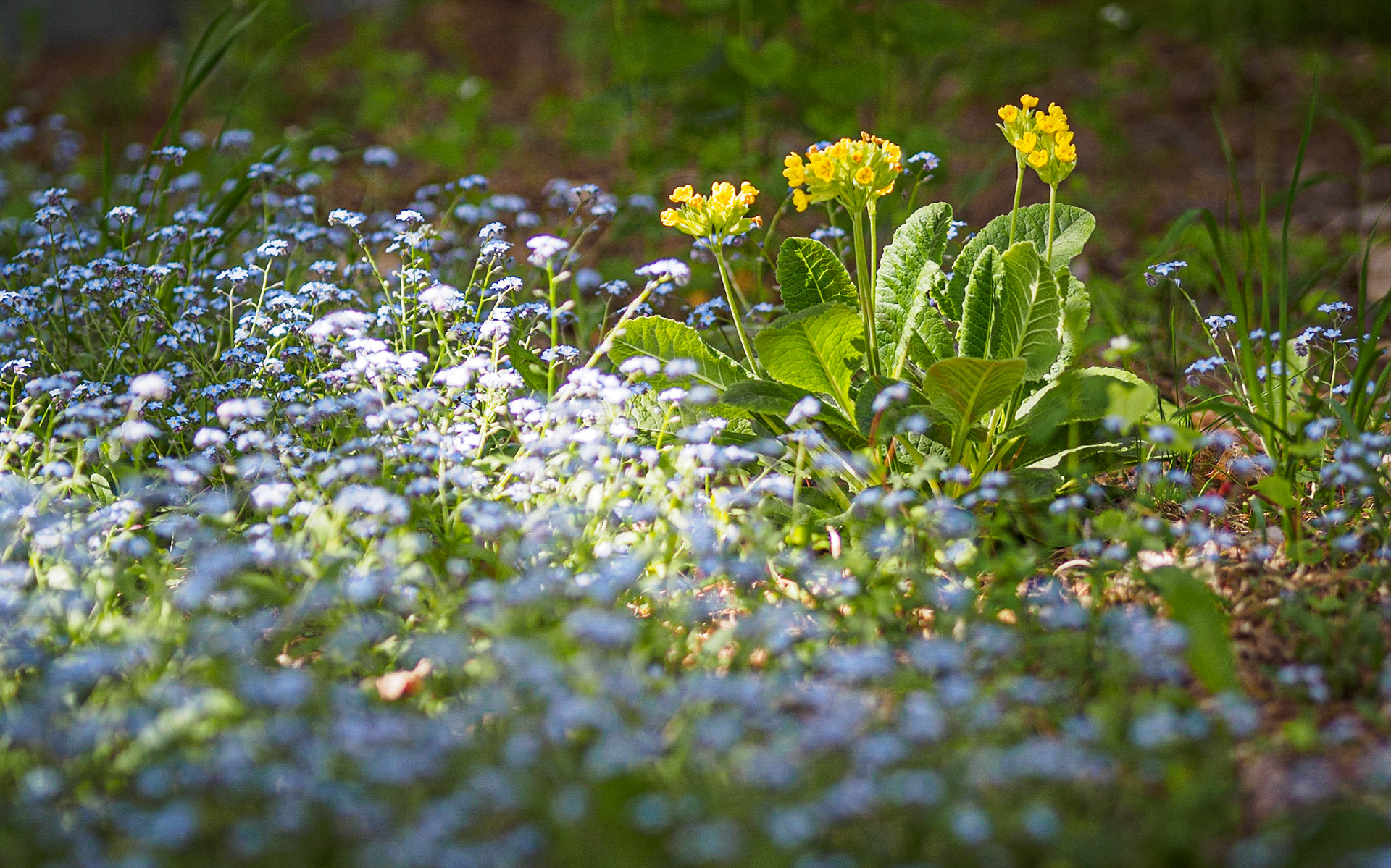 Primroses and Forget-Me-Nots
