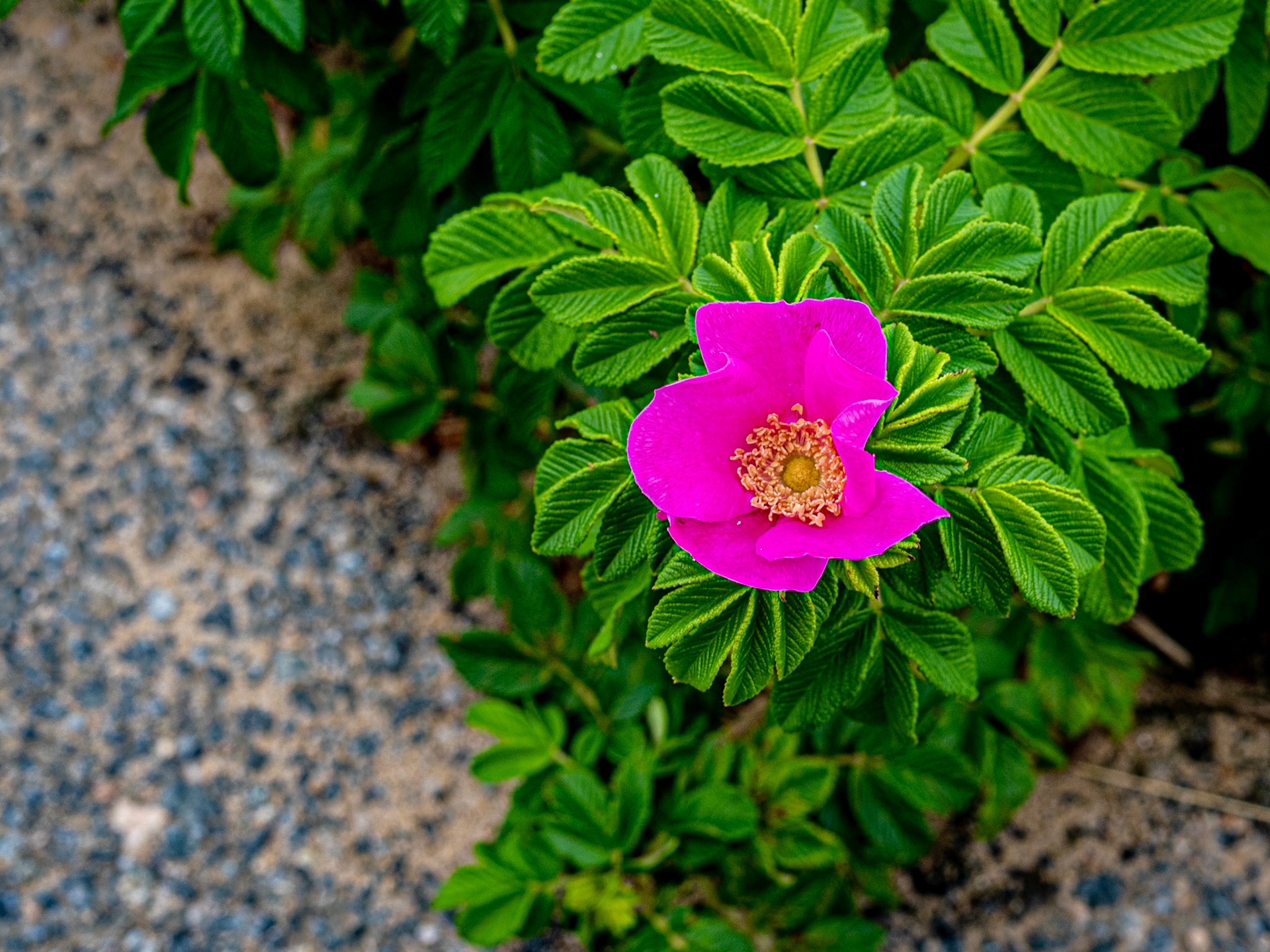Rosa Rugosa