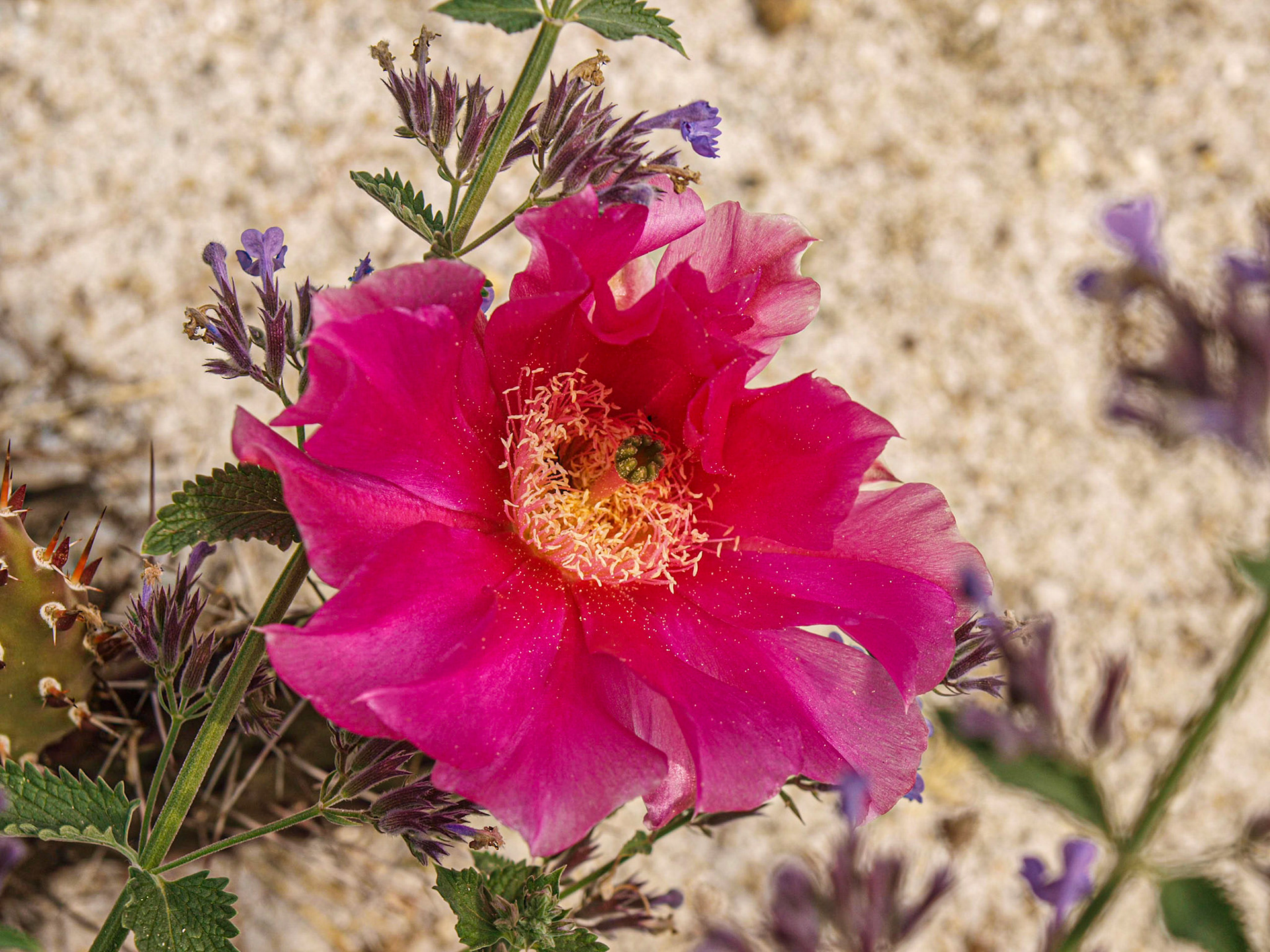 Opuntia Blossom