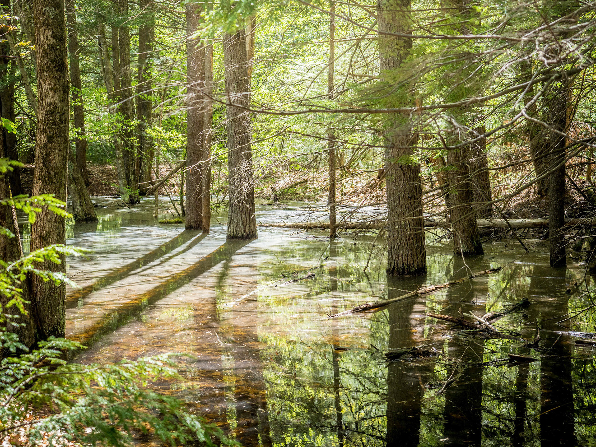 Vernal pool along the rail trail in New Boston, NH