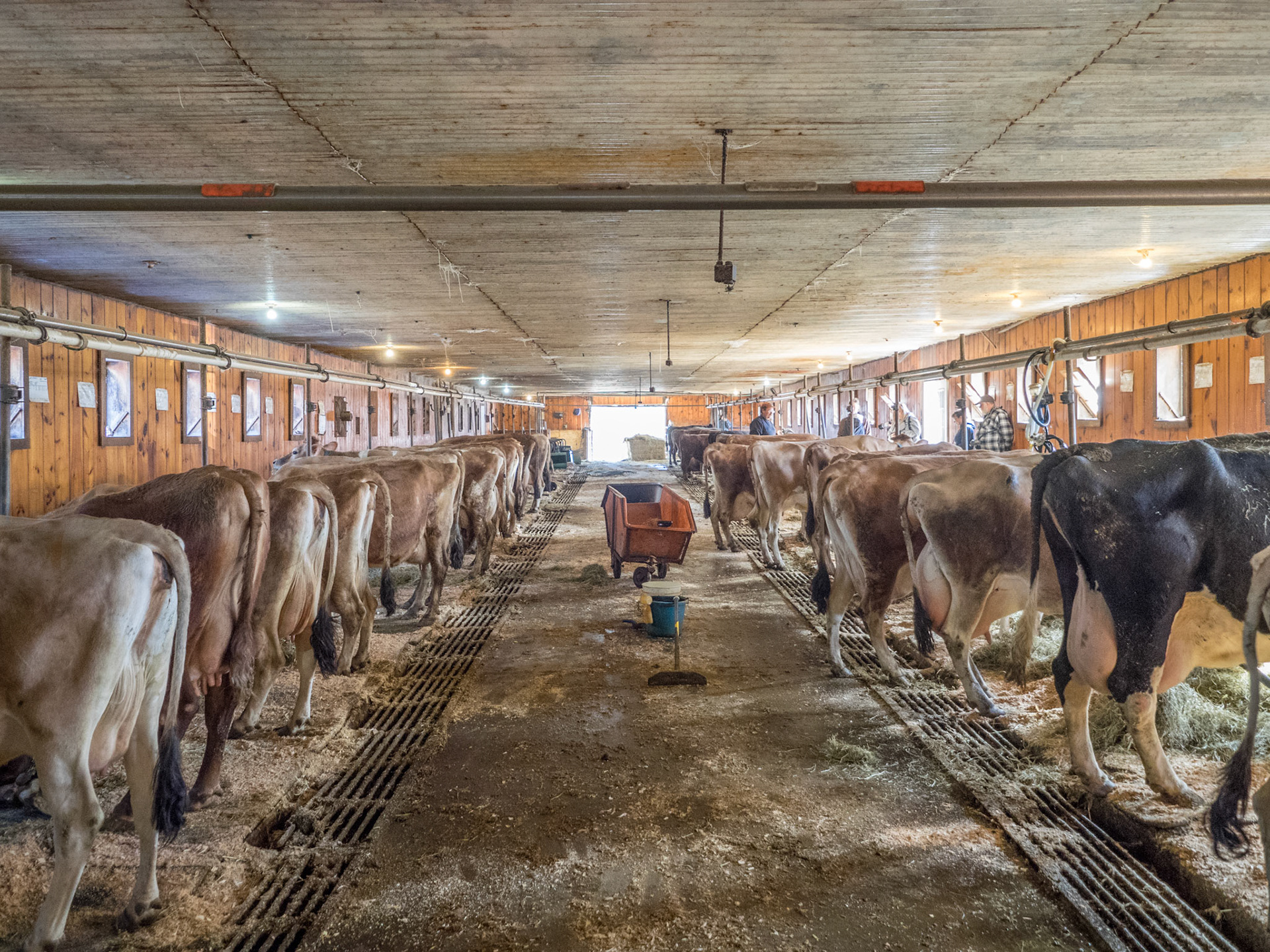 Dairy Cows