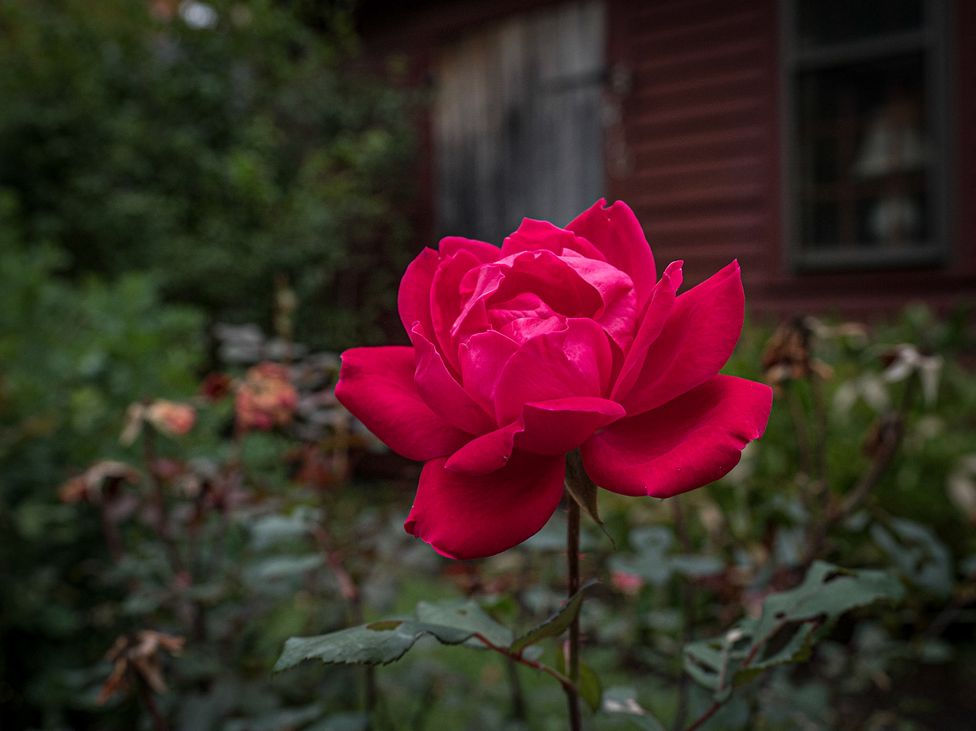 A Classic "Red Rose"