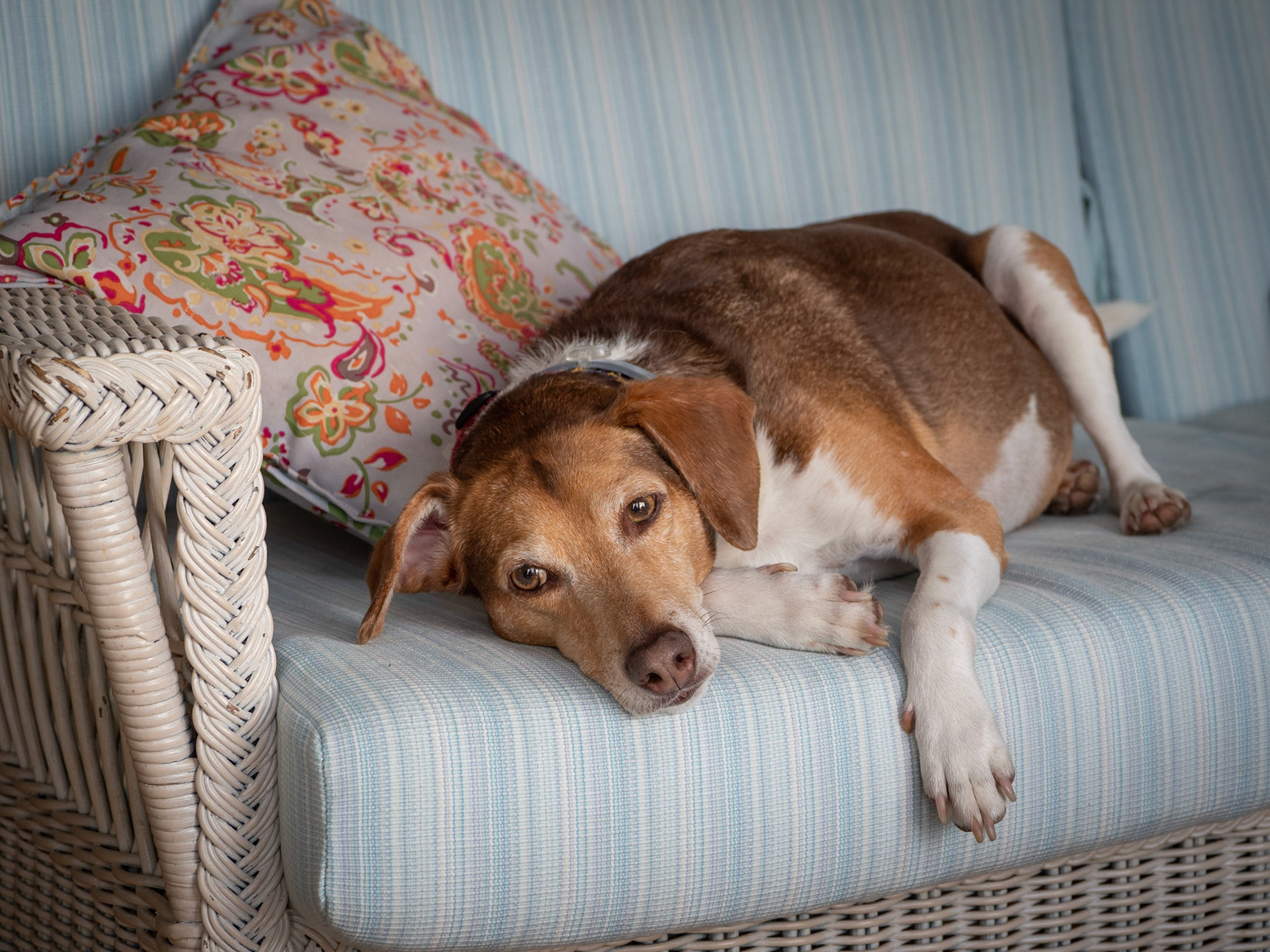 Amy's Dog