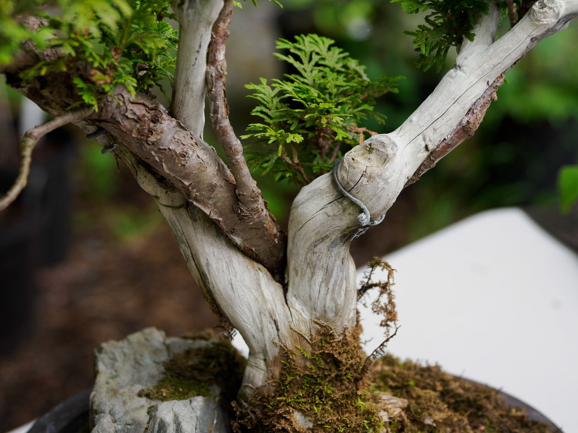 Marrying living tissue with driftwood to achieve a look of natural decay and weathering