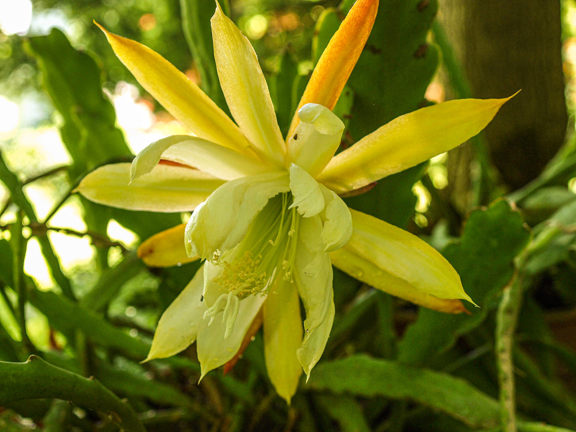 Orchid Cactus