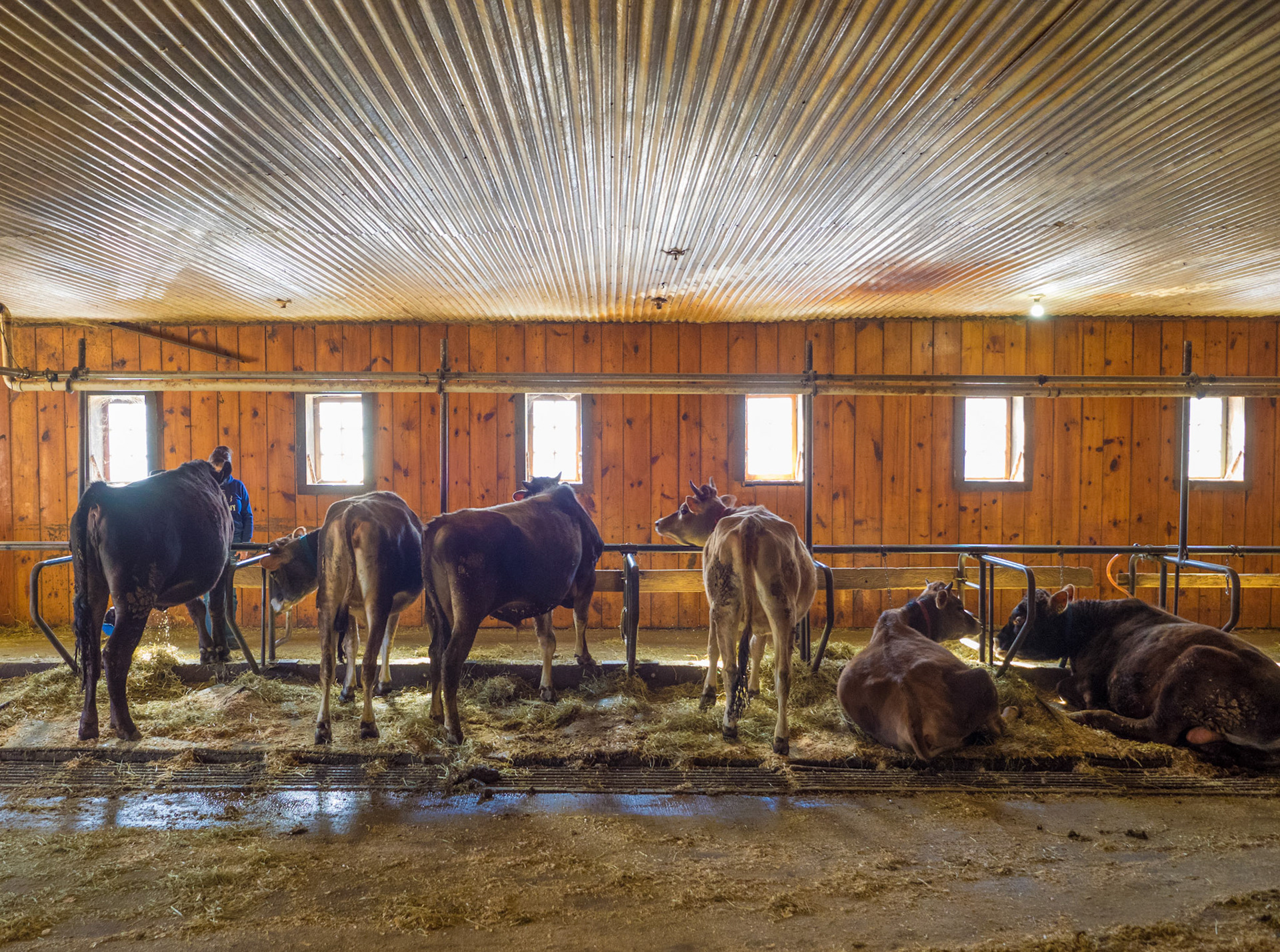 Dairy Cows