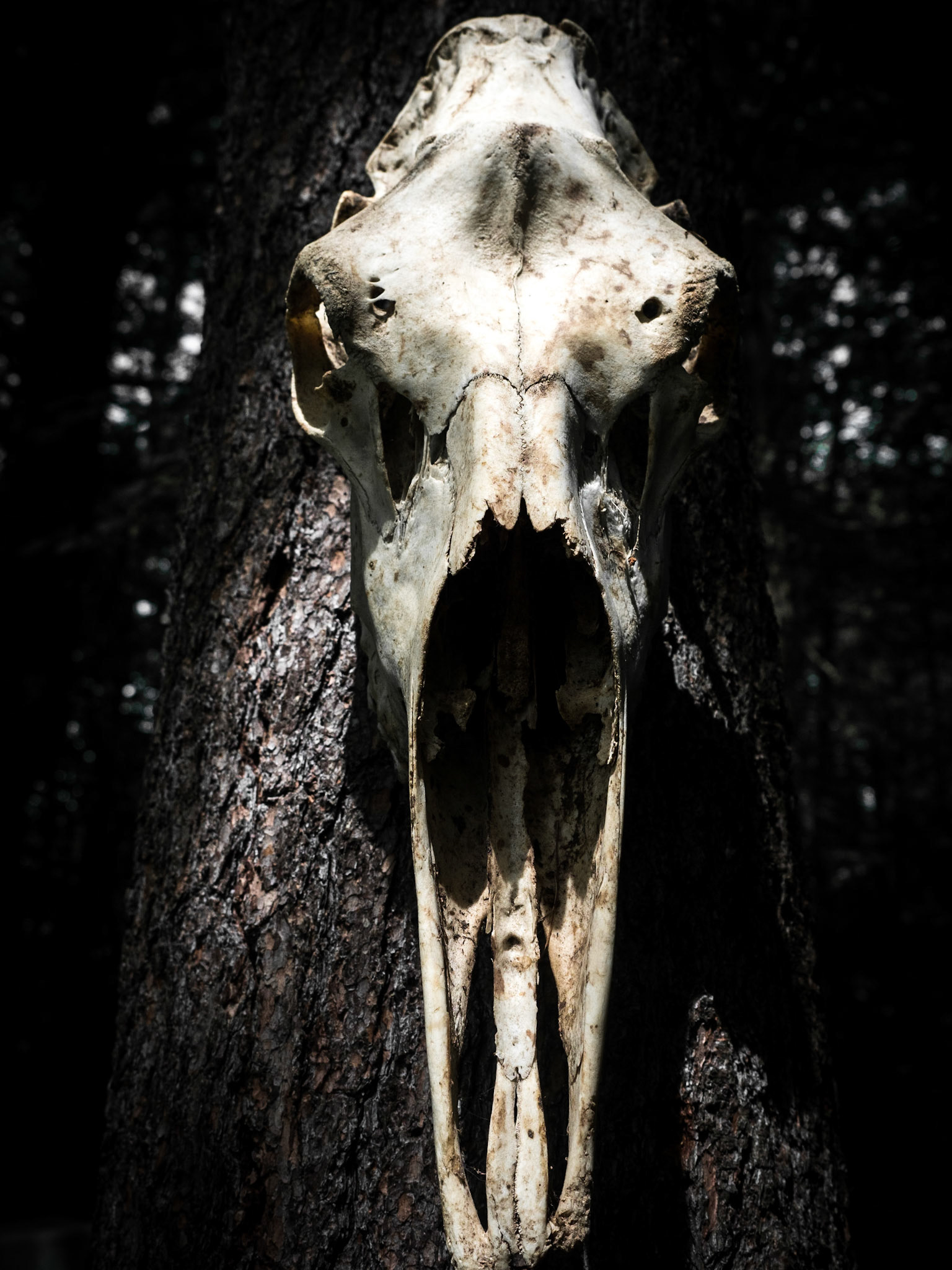 Animal