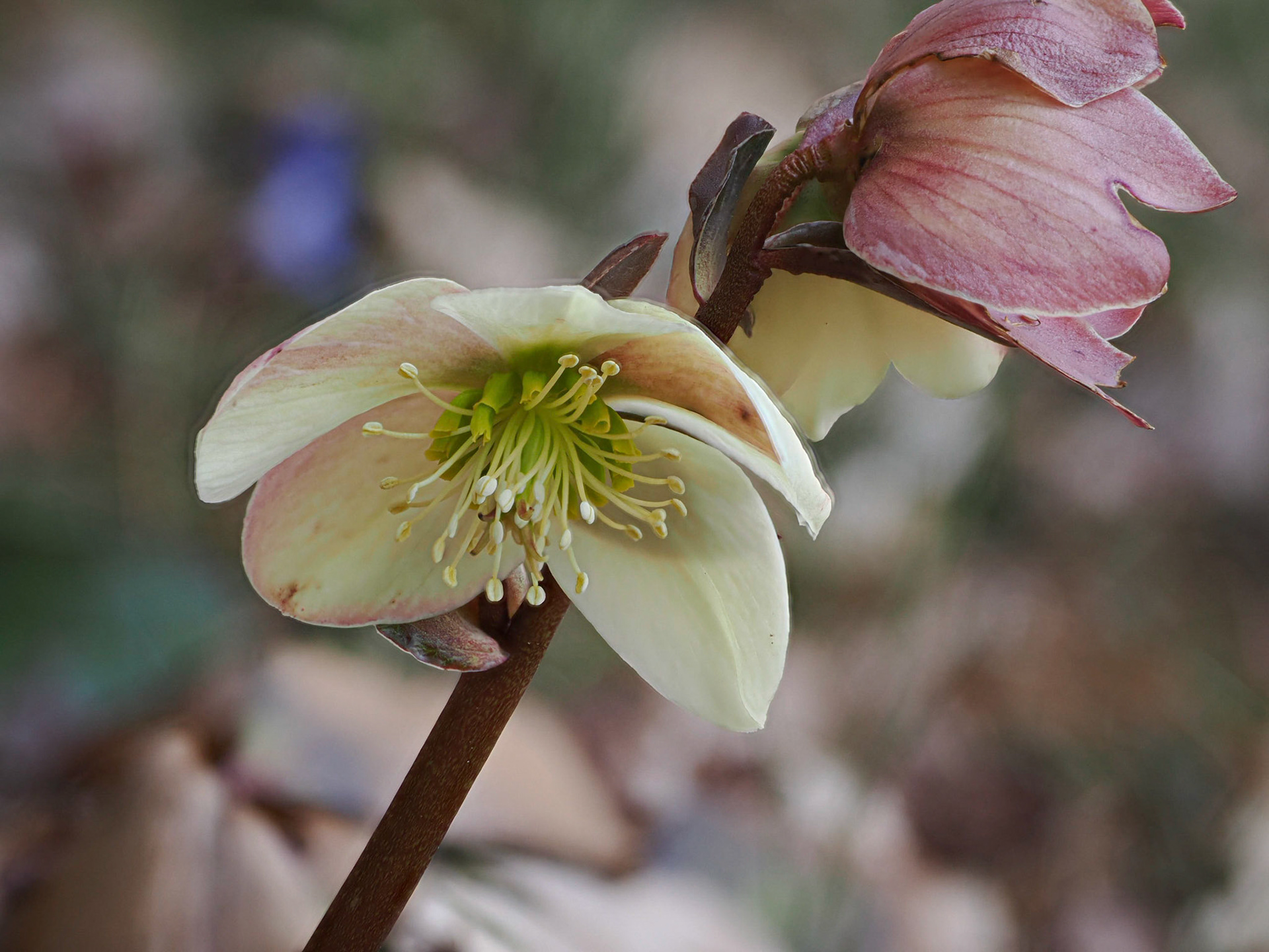 Helleborus