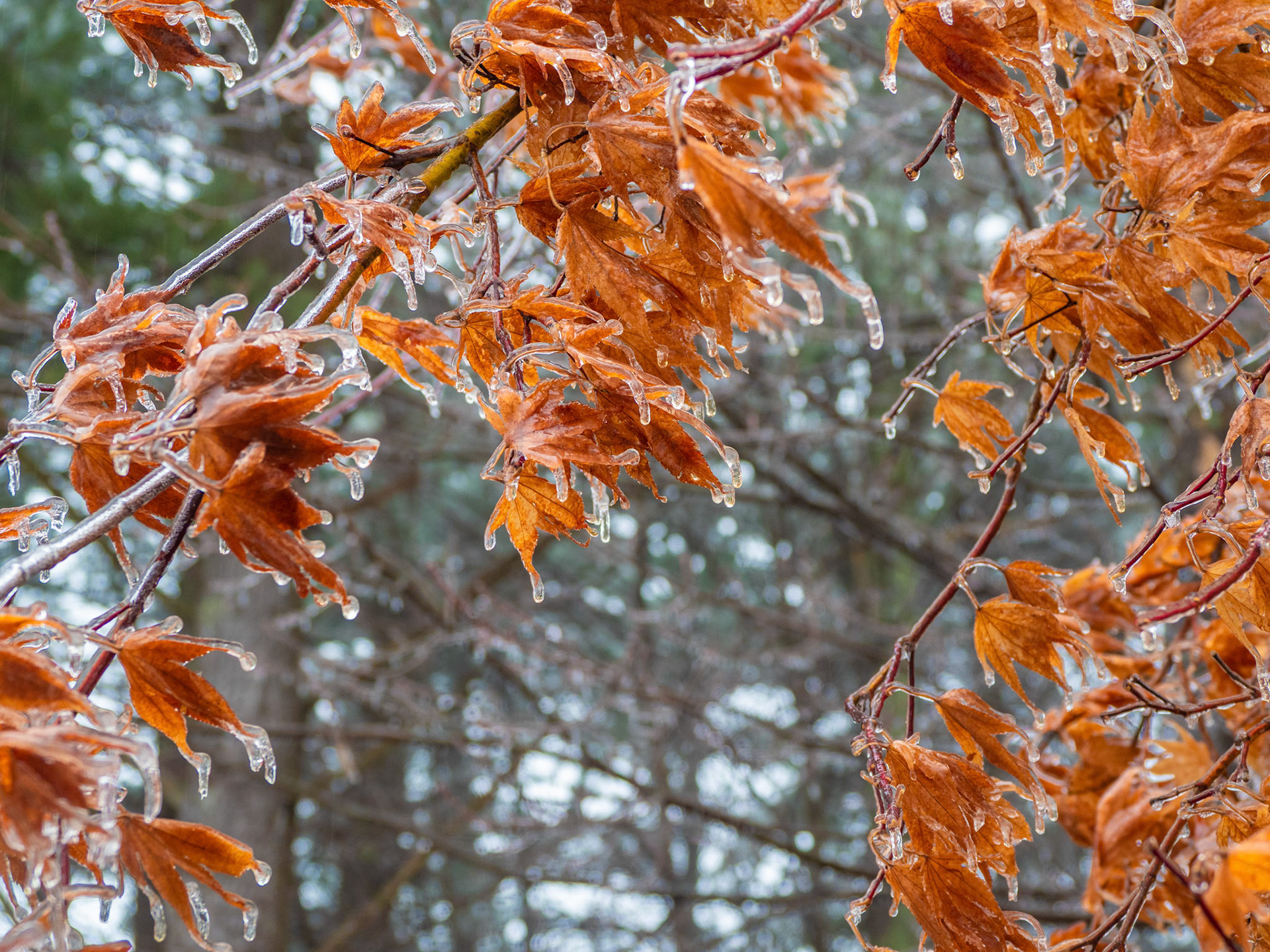 Frozen Leaves