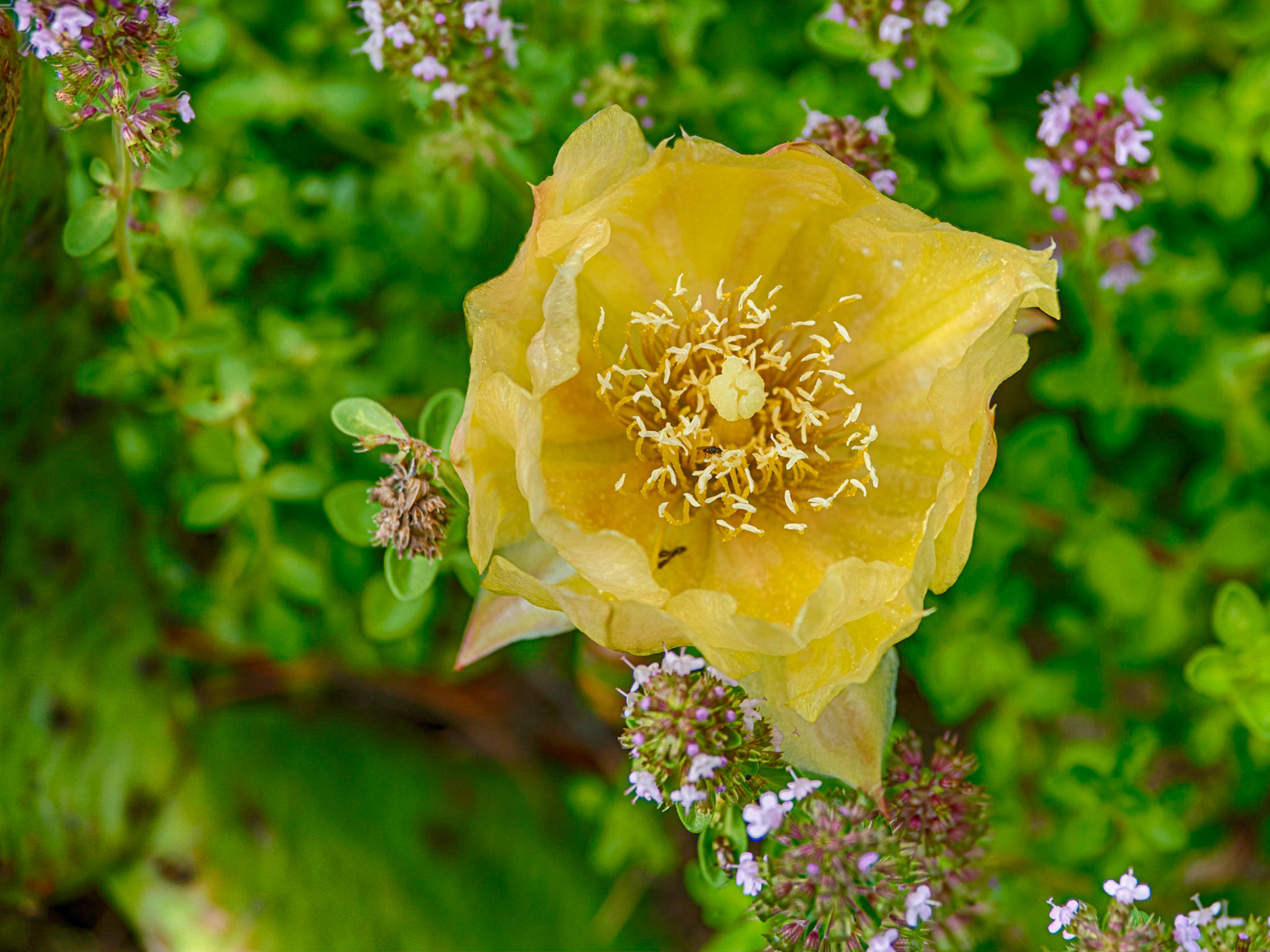 Cactus Flower