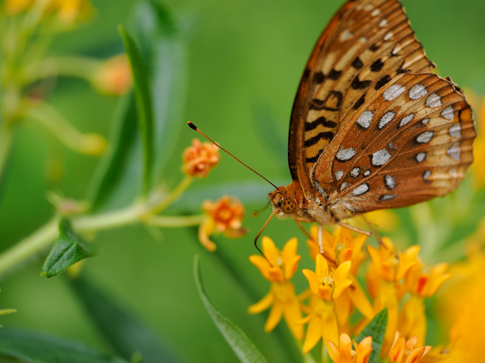 Painted Lady butterfly