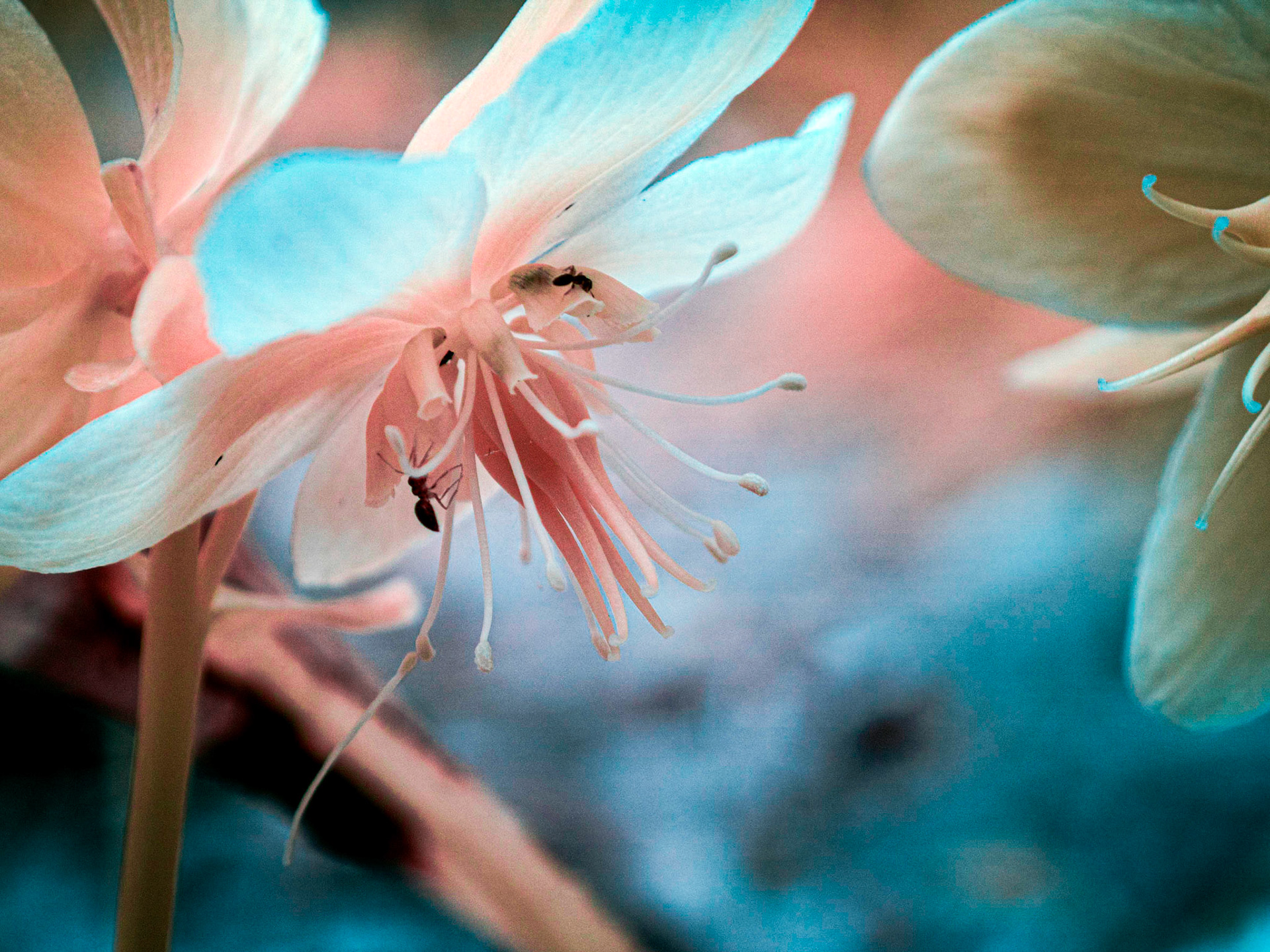 Helleborus (Infrared) with ants