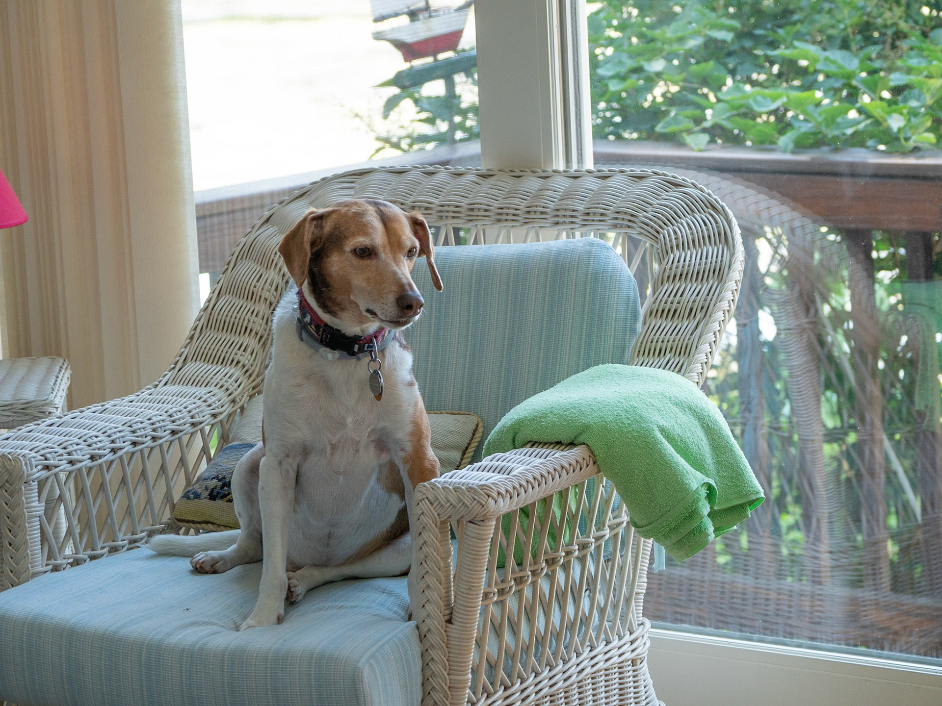 Amy's dog