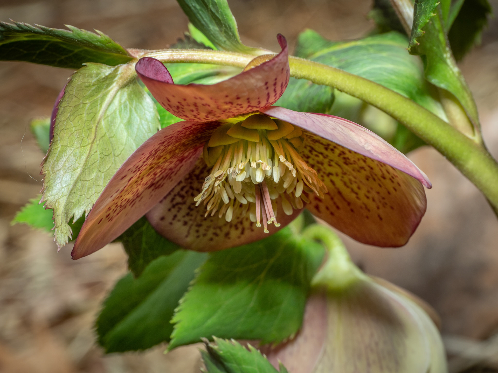 The Hellebore, the first bloom in Springtime