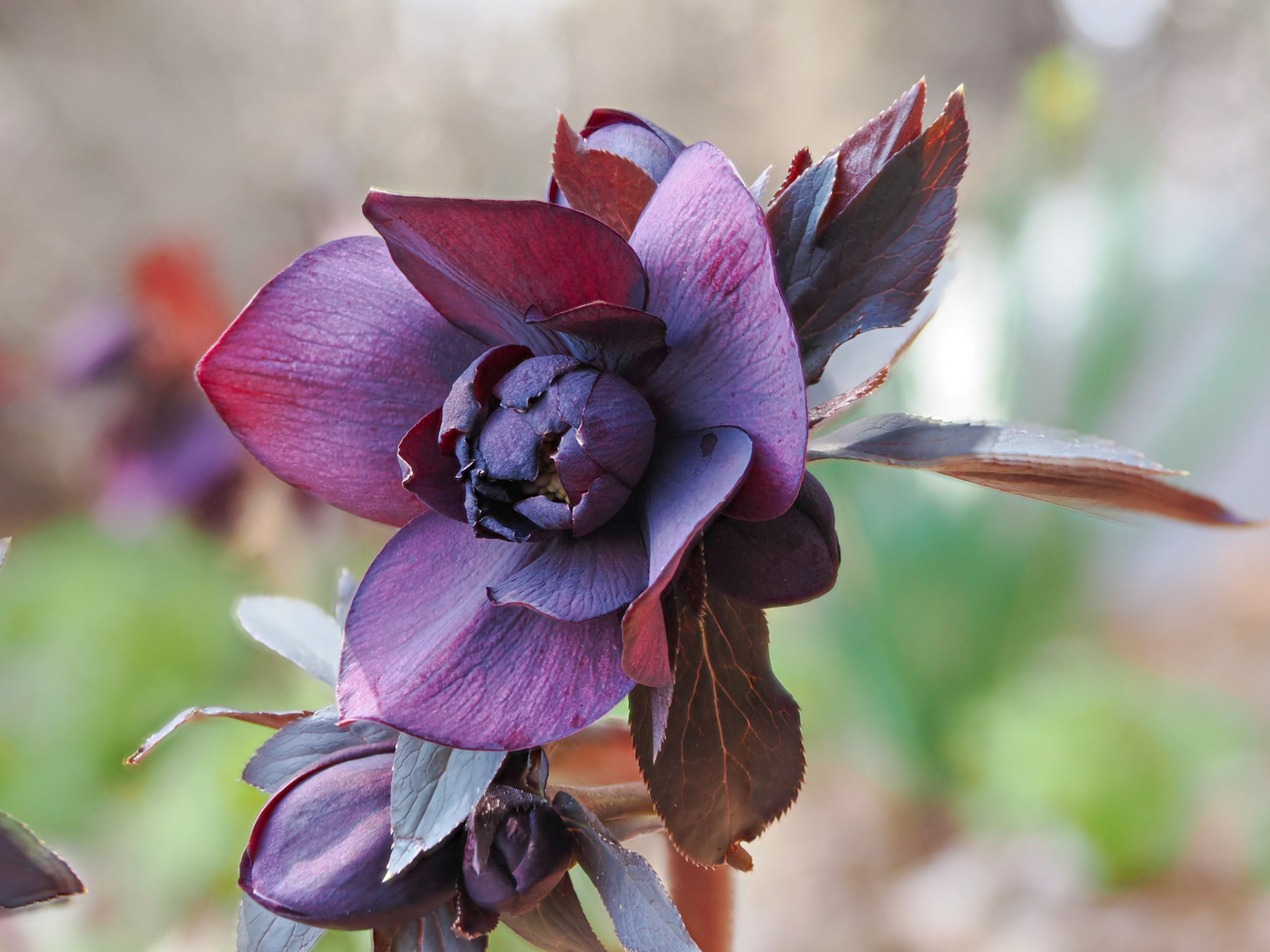 Helleborus