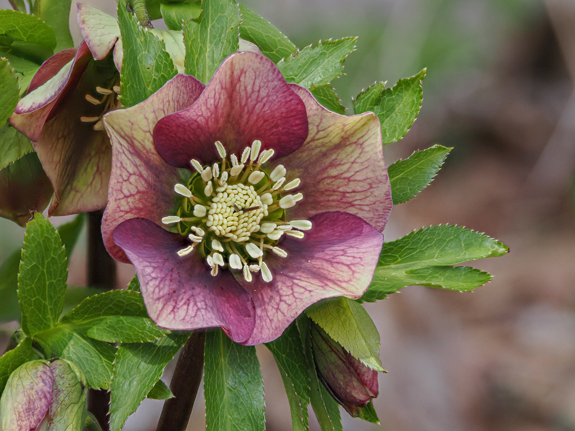 Helleborus