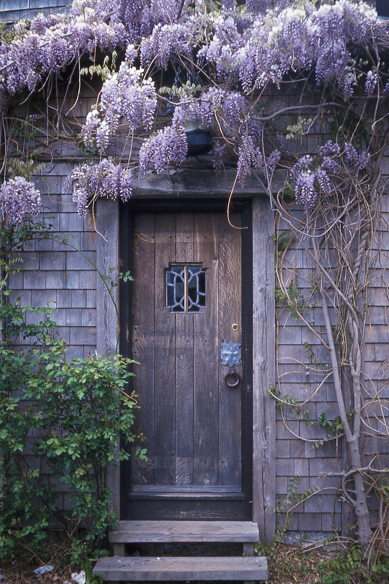 Wisteria and Door