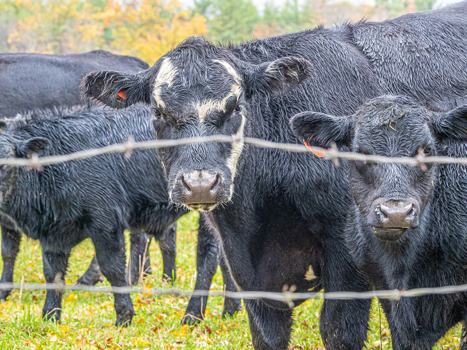 Cattle