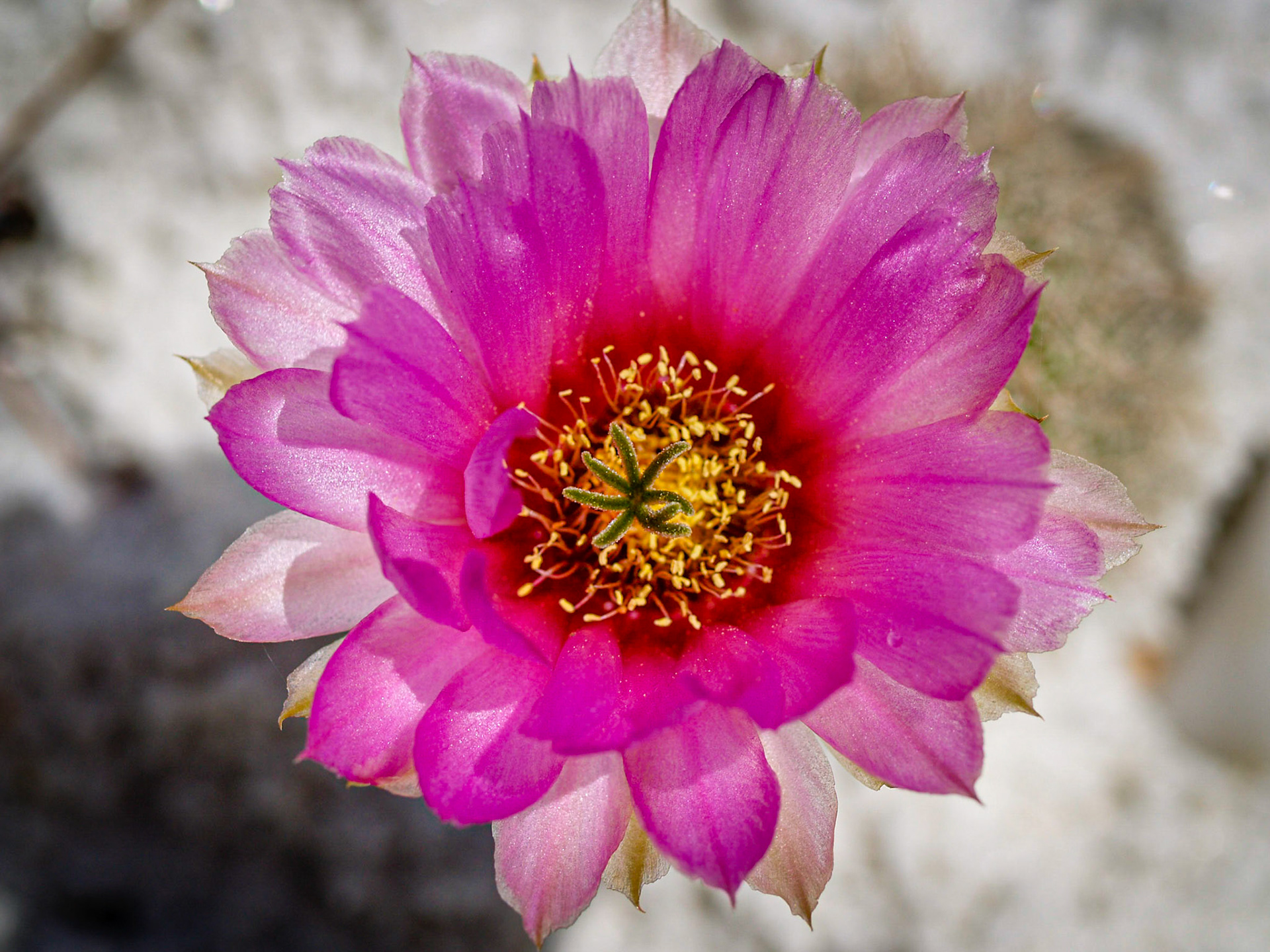Opuntia Blossom