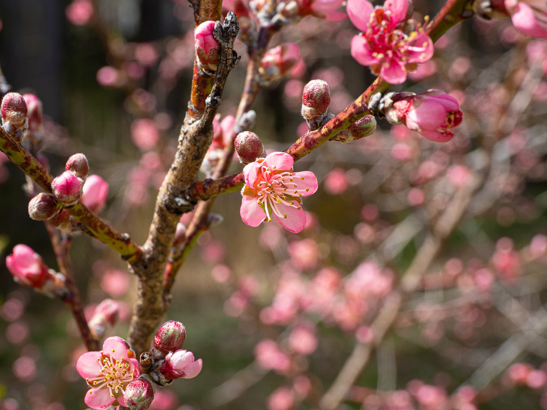 Peach Blossoms