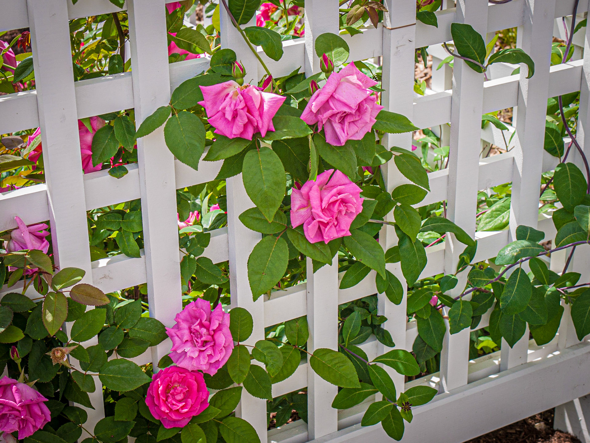 Pink Roses