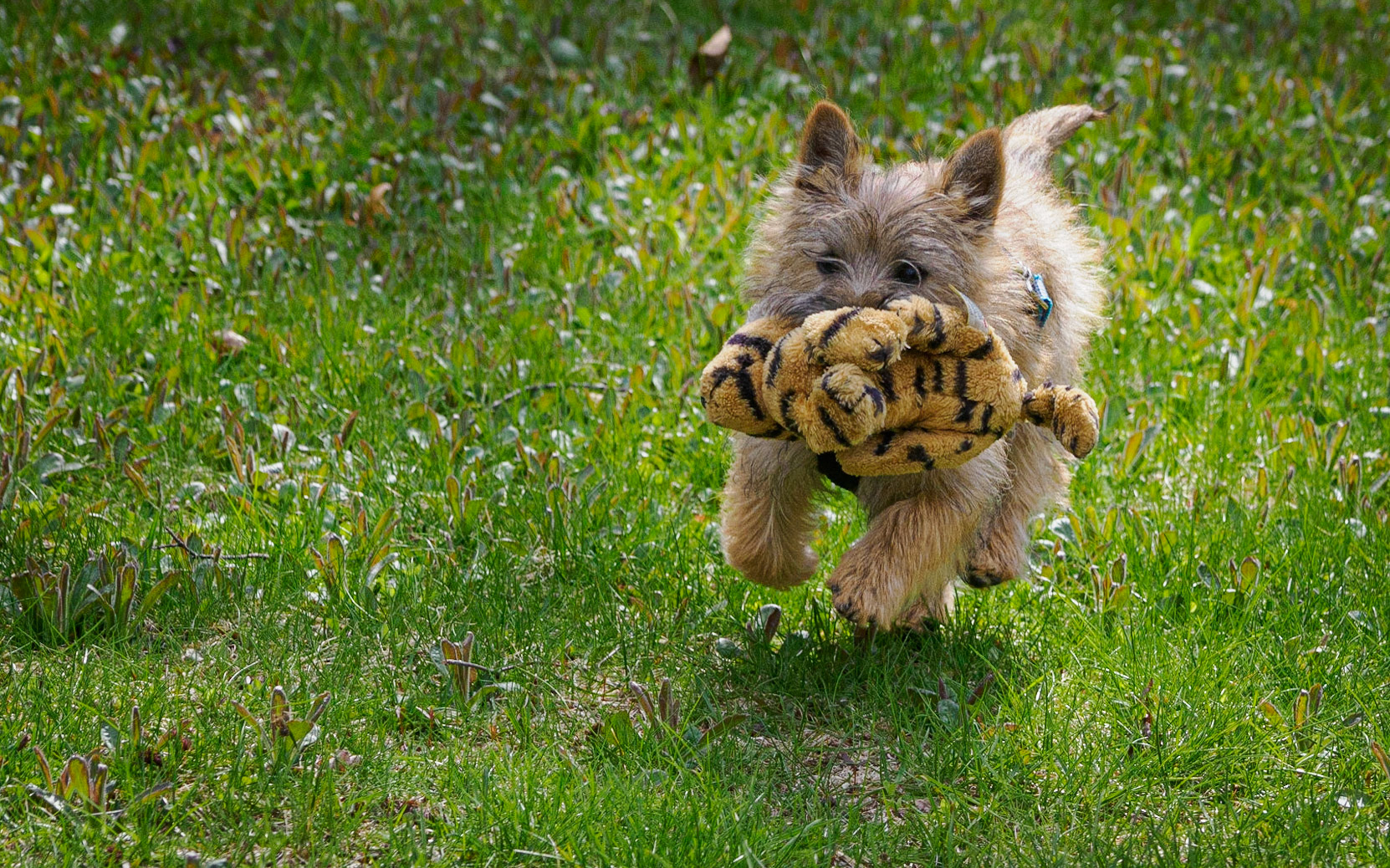 Wee Geordie decided that the stuffed tiger was her favorite stuffed animal