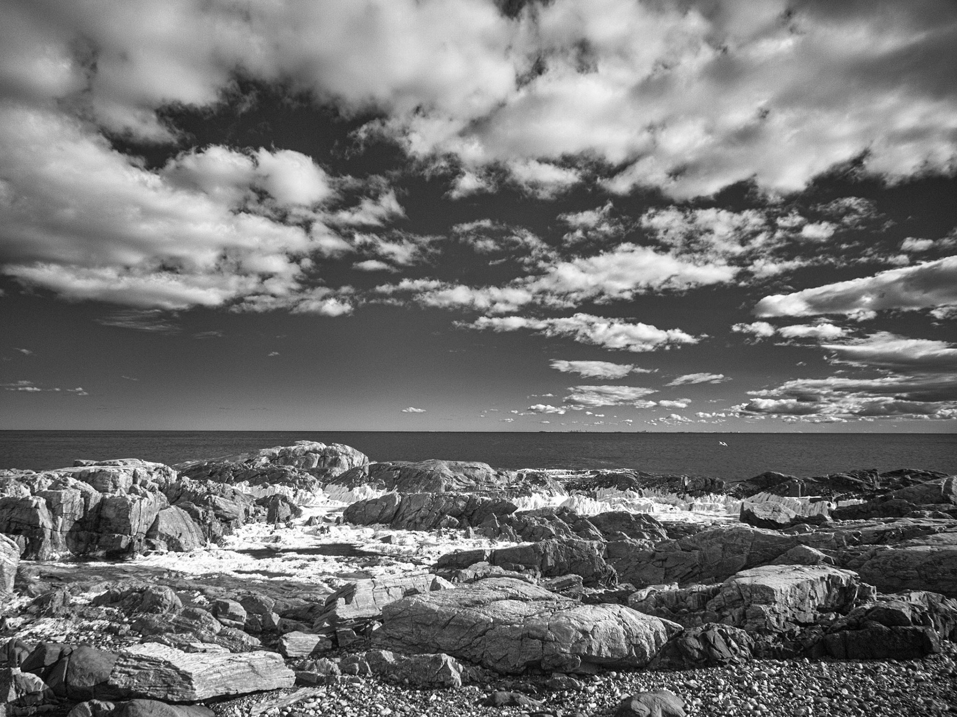 Seaweed and rocks on the New Hampshire shoreline viewed in 590nm infrared