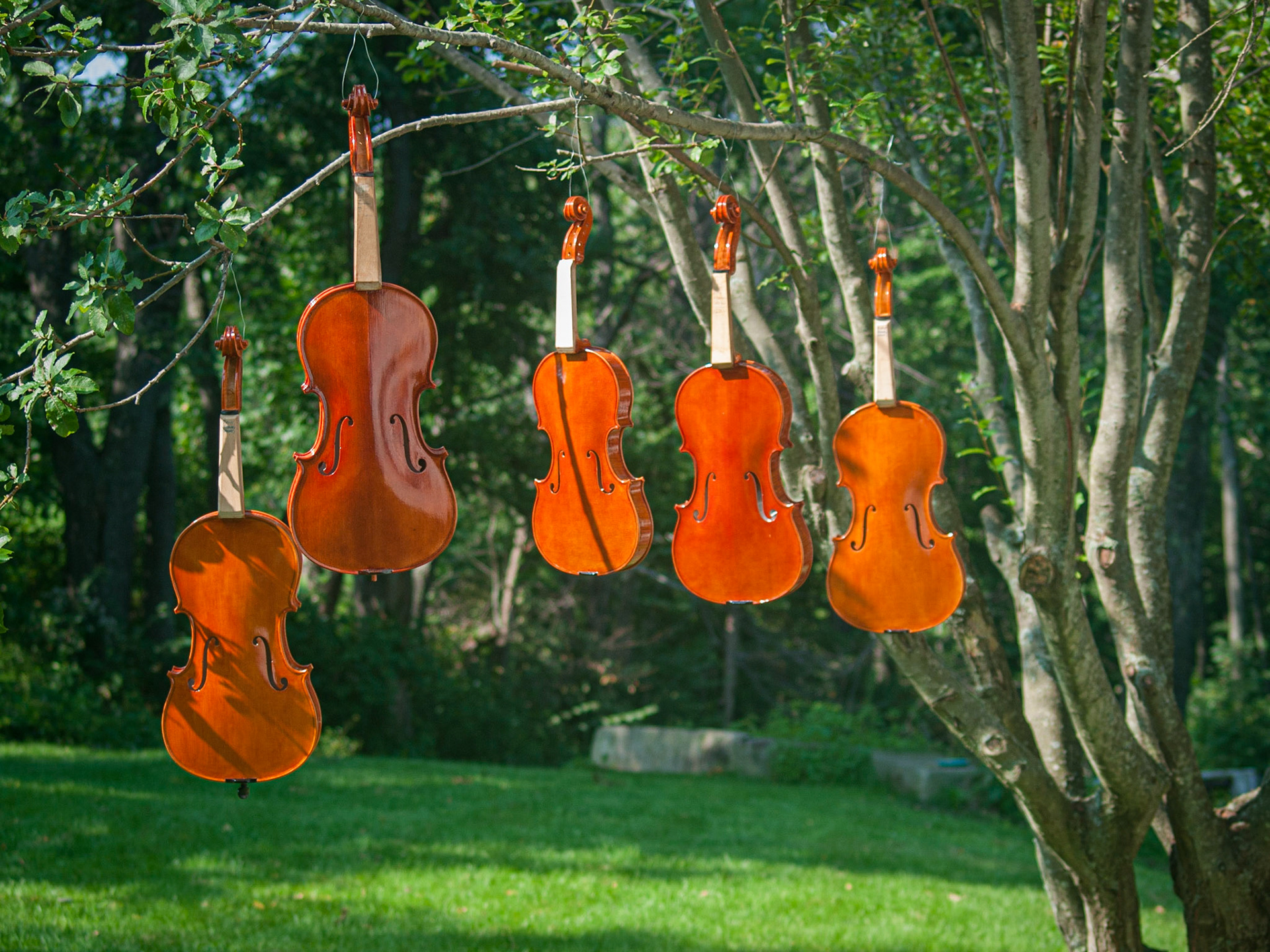 Varnished violins cure in the sunshine