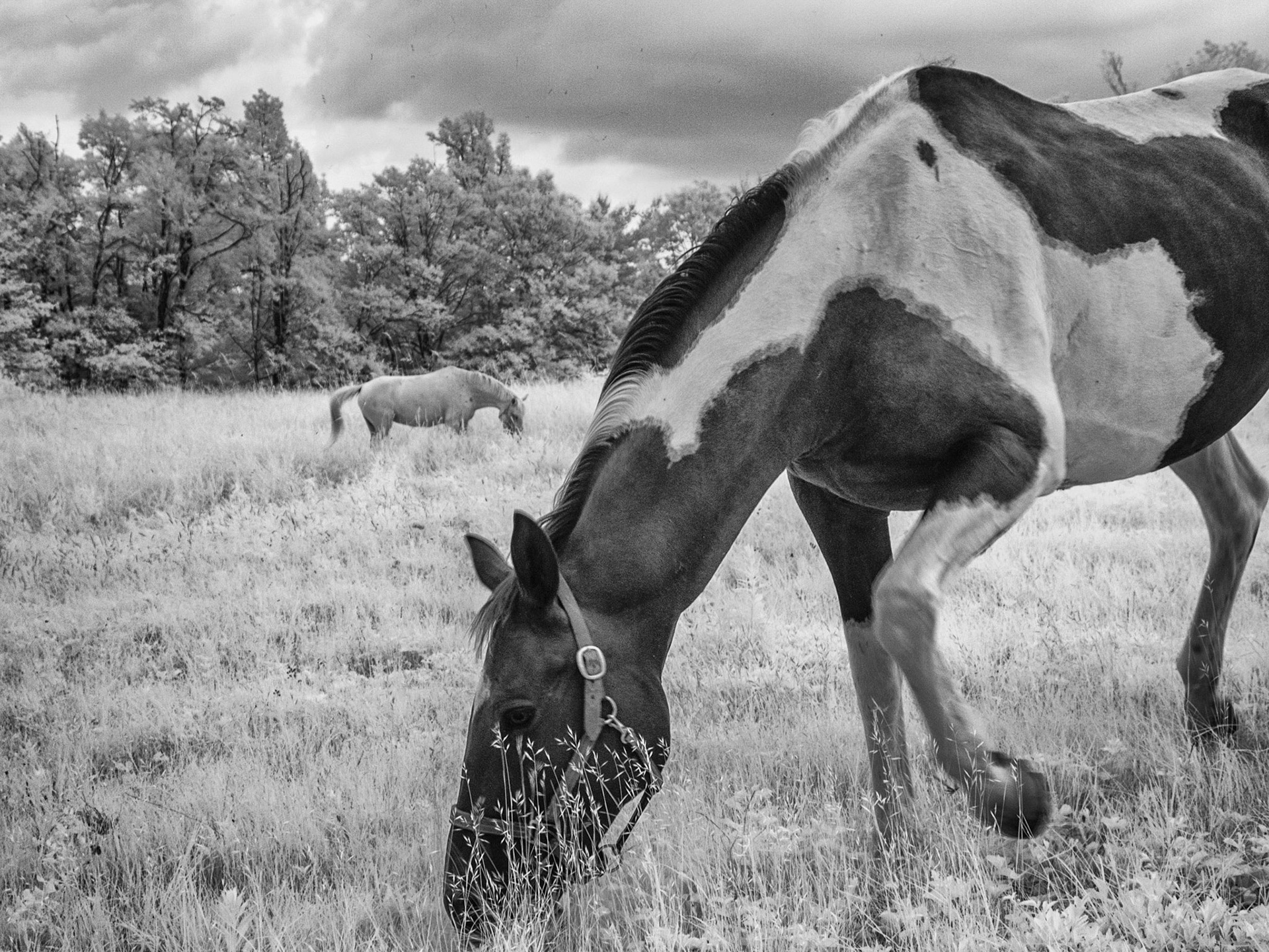Grazing