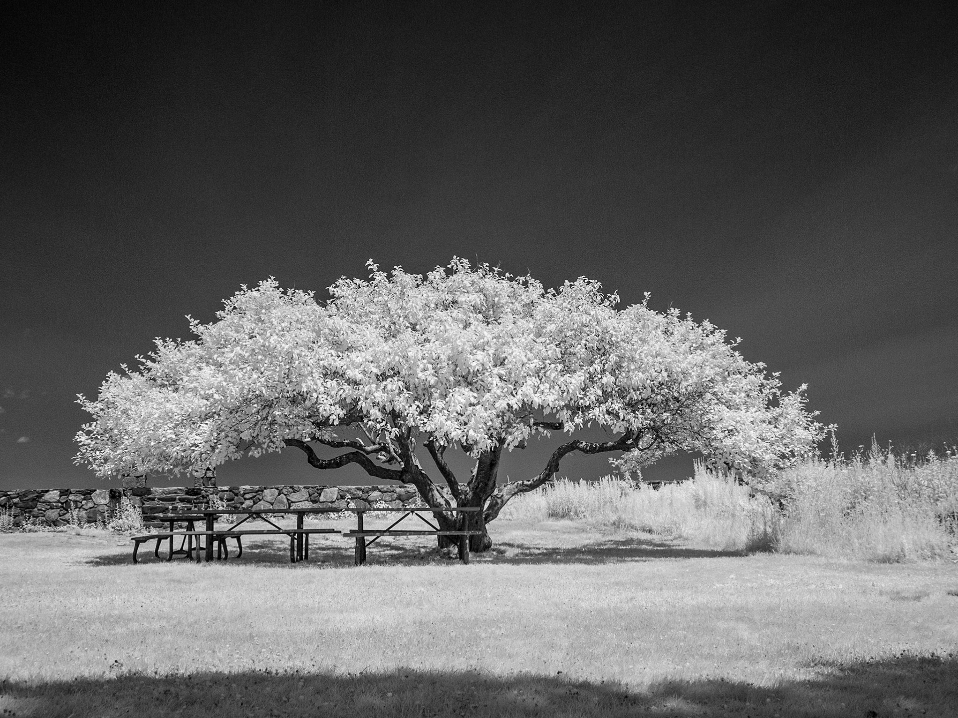 Apple Tree at Odiorne Point State Park