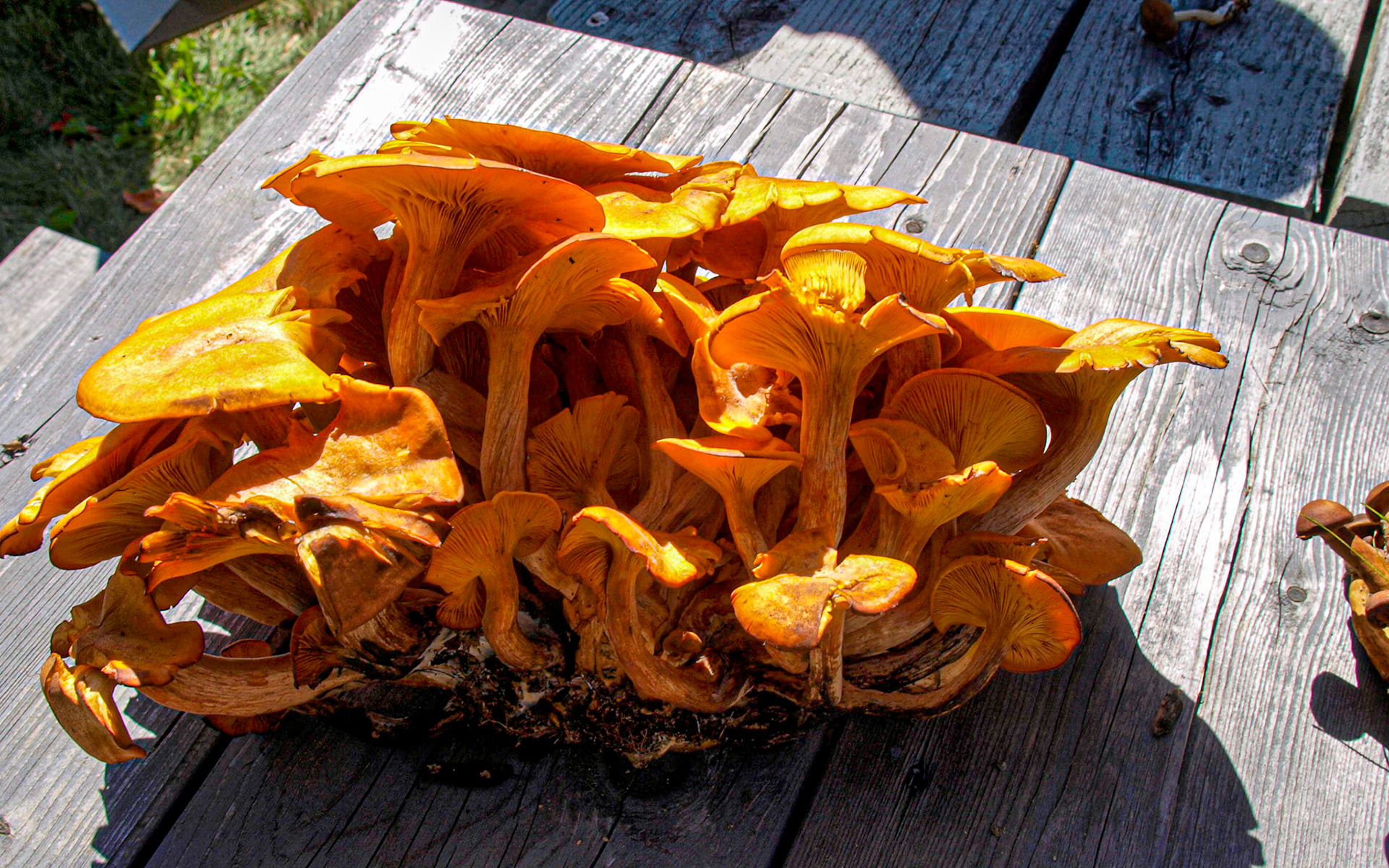 Omphalotus illudens