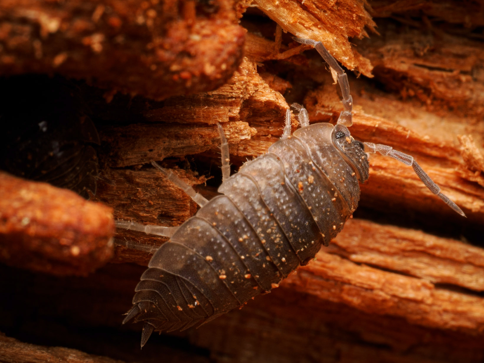 Common Woodlouse