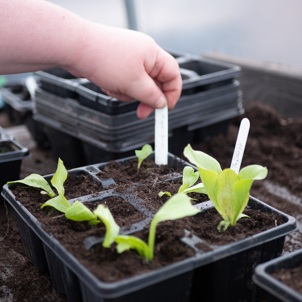 Let's Grow Preston