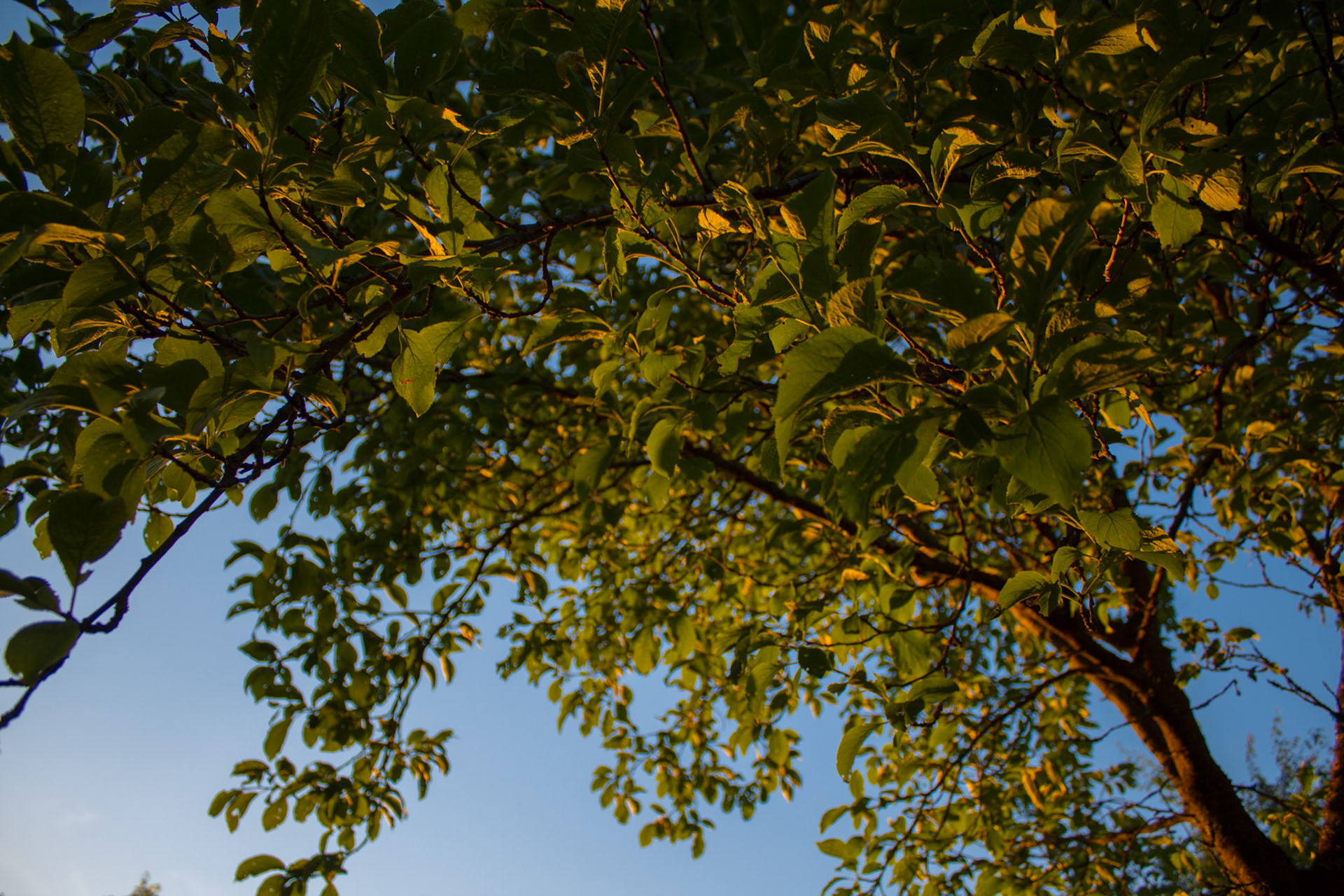 Green Tree in Sunshine