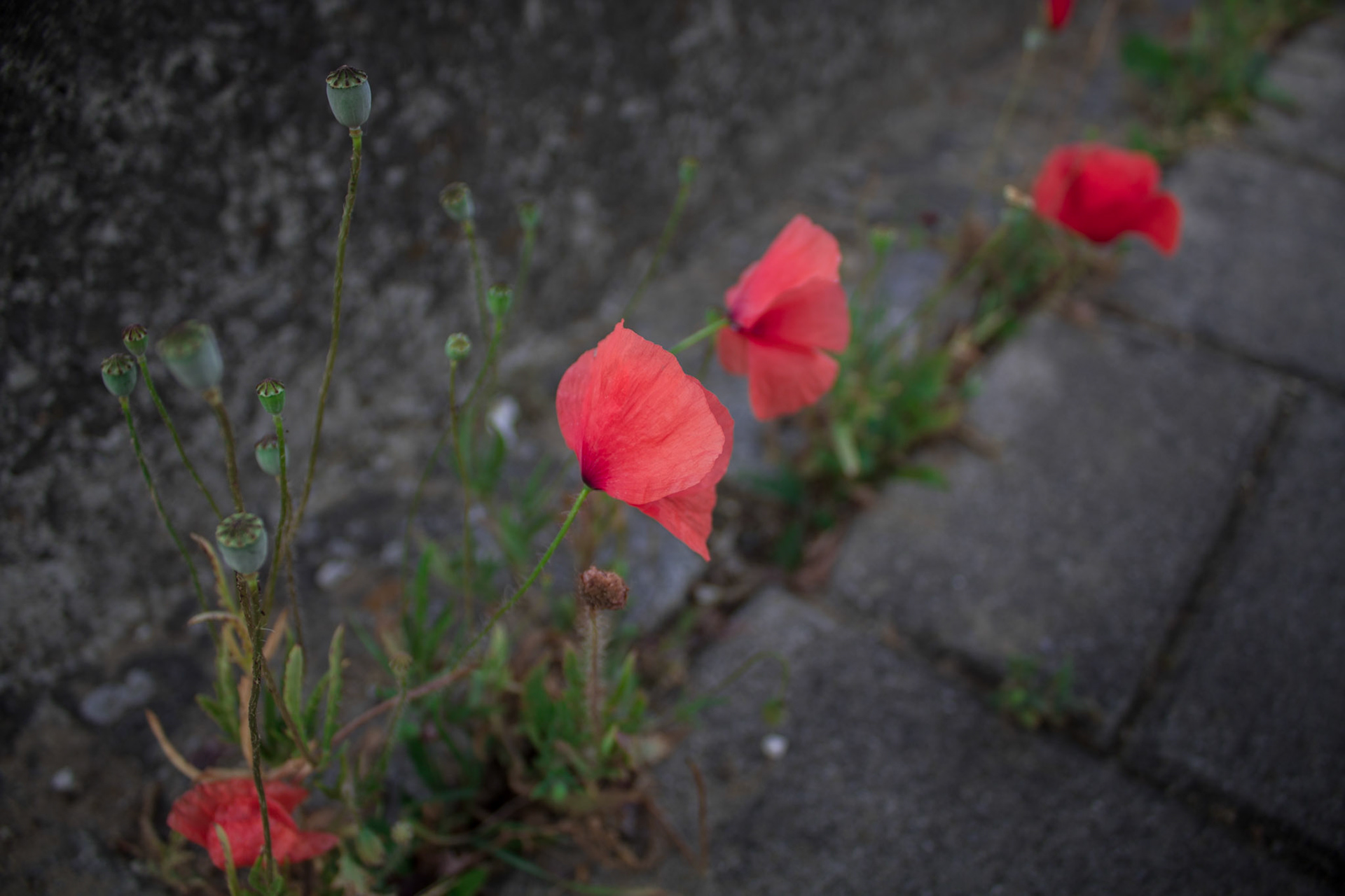 Poppies on the Side Walk