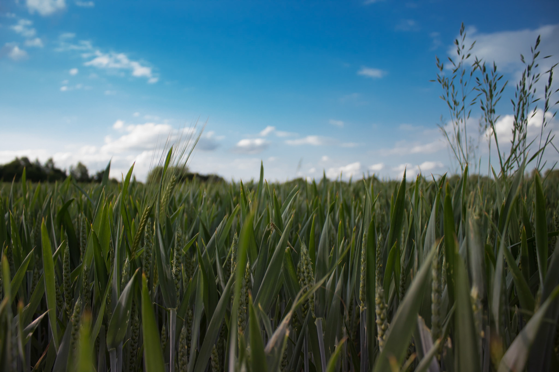 Far green Field
