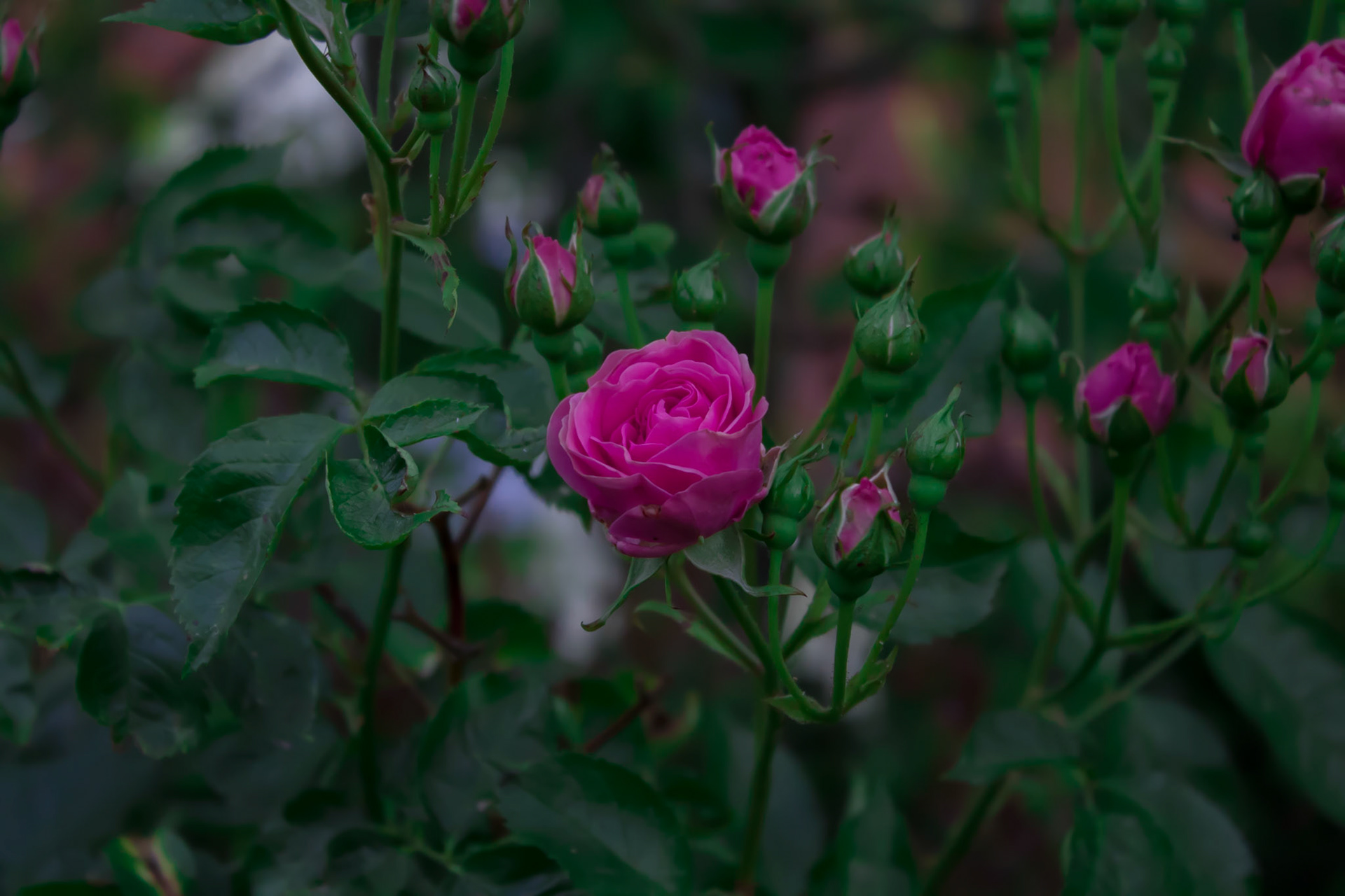 Pink Roses