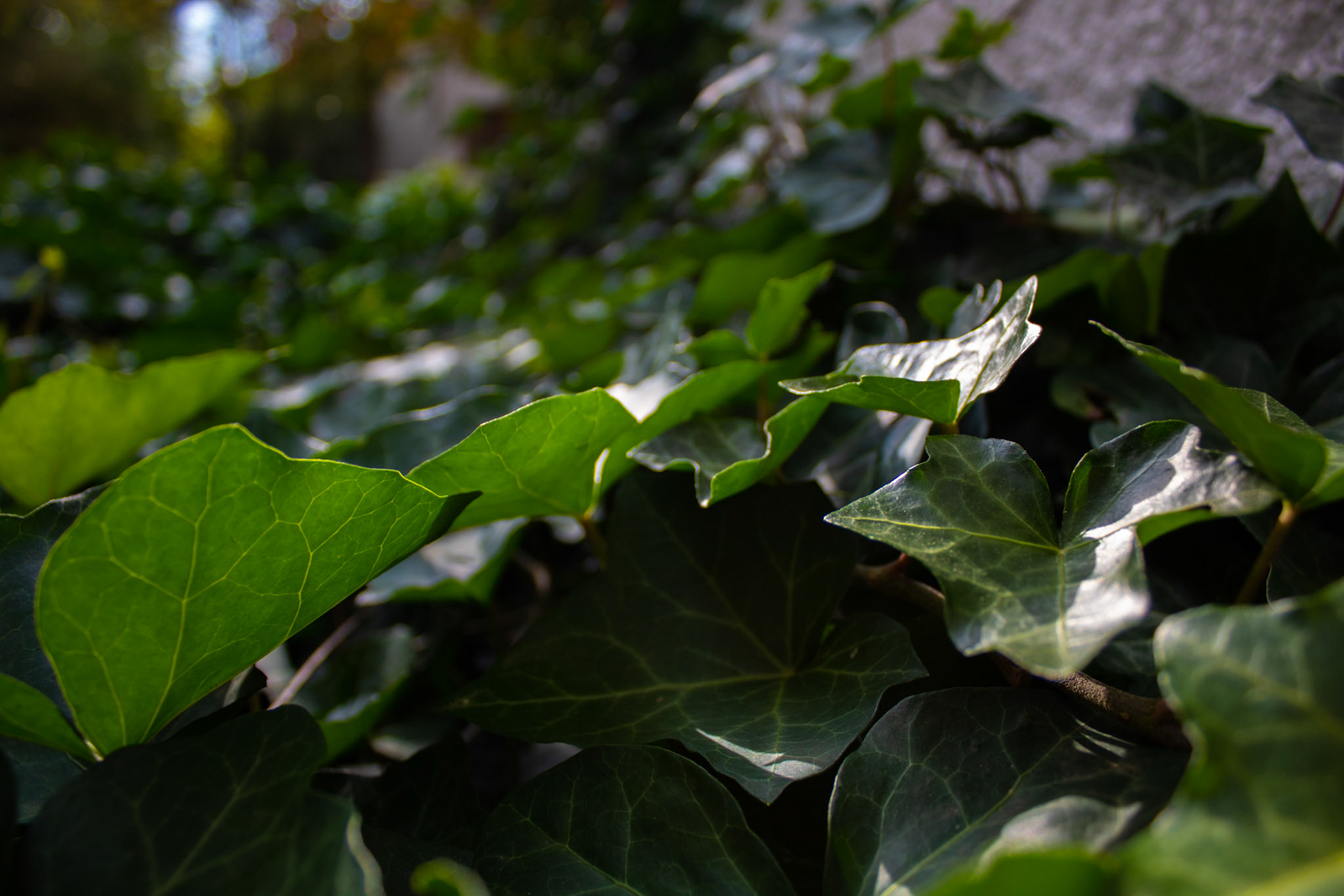 Ivy on the Ground