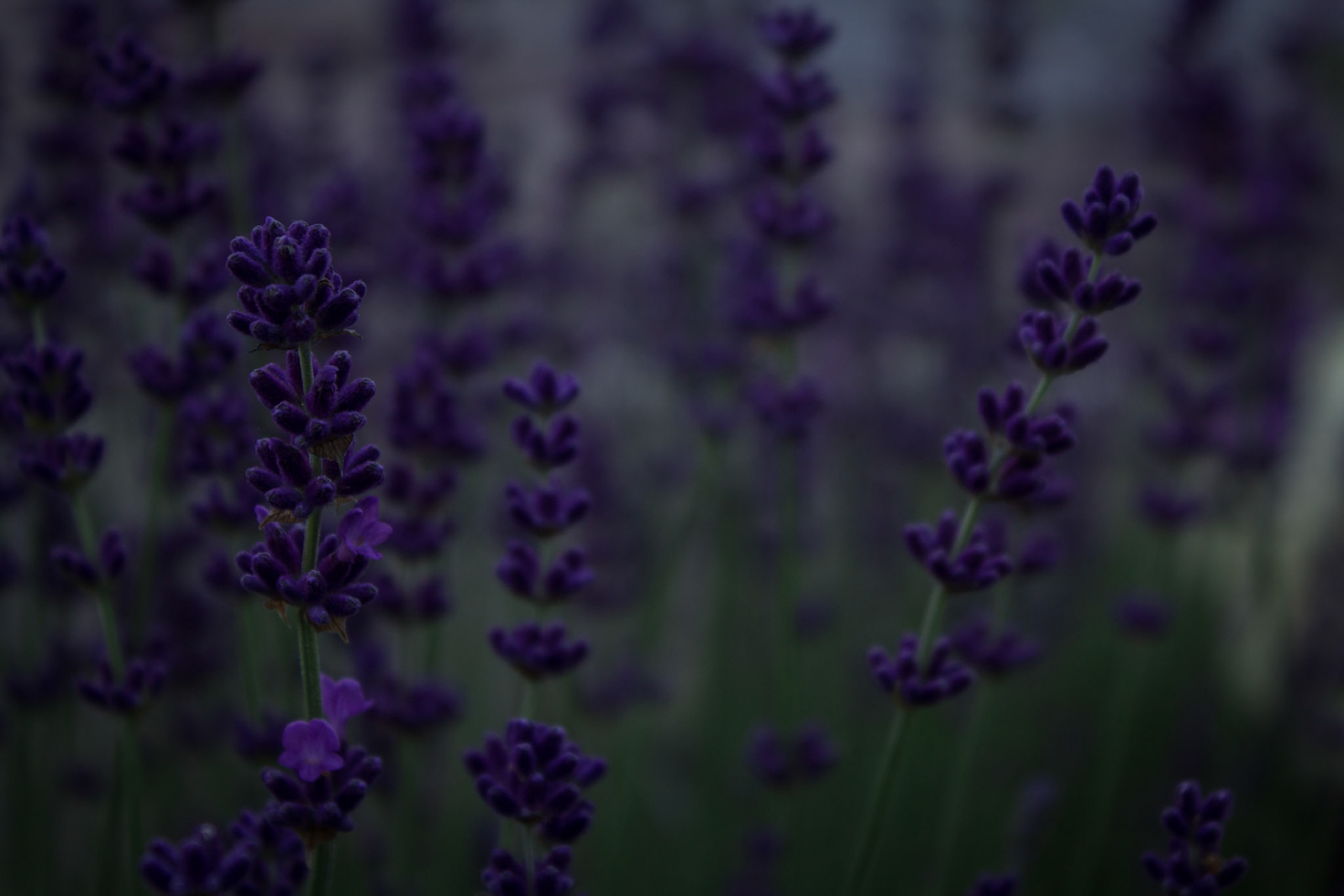 Lavender bush
