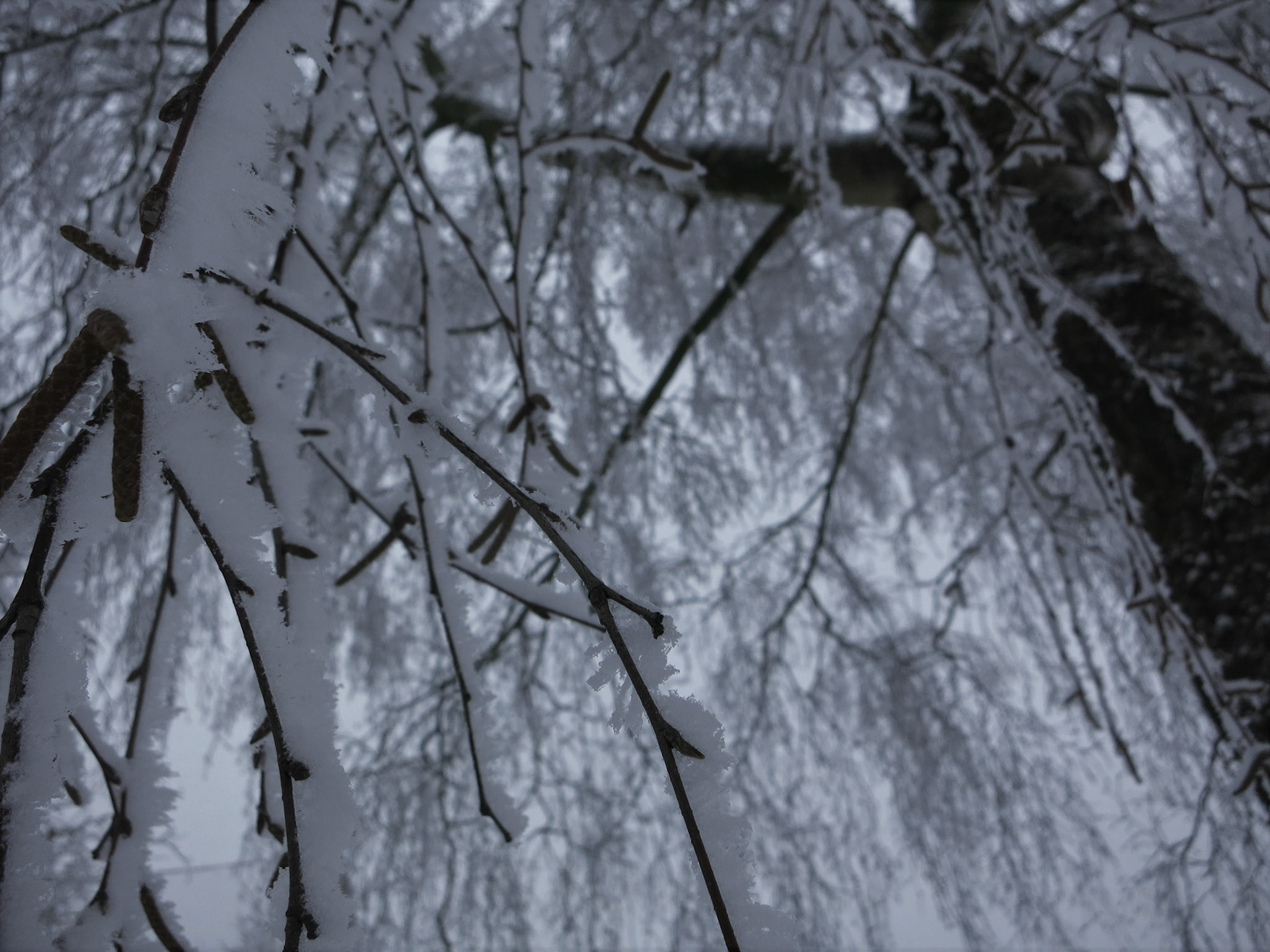 Snowed branches