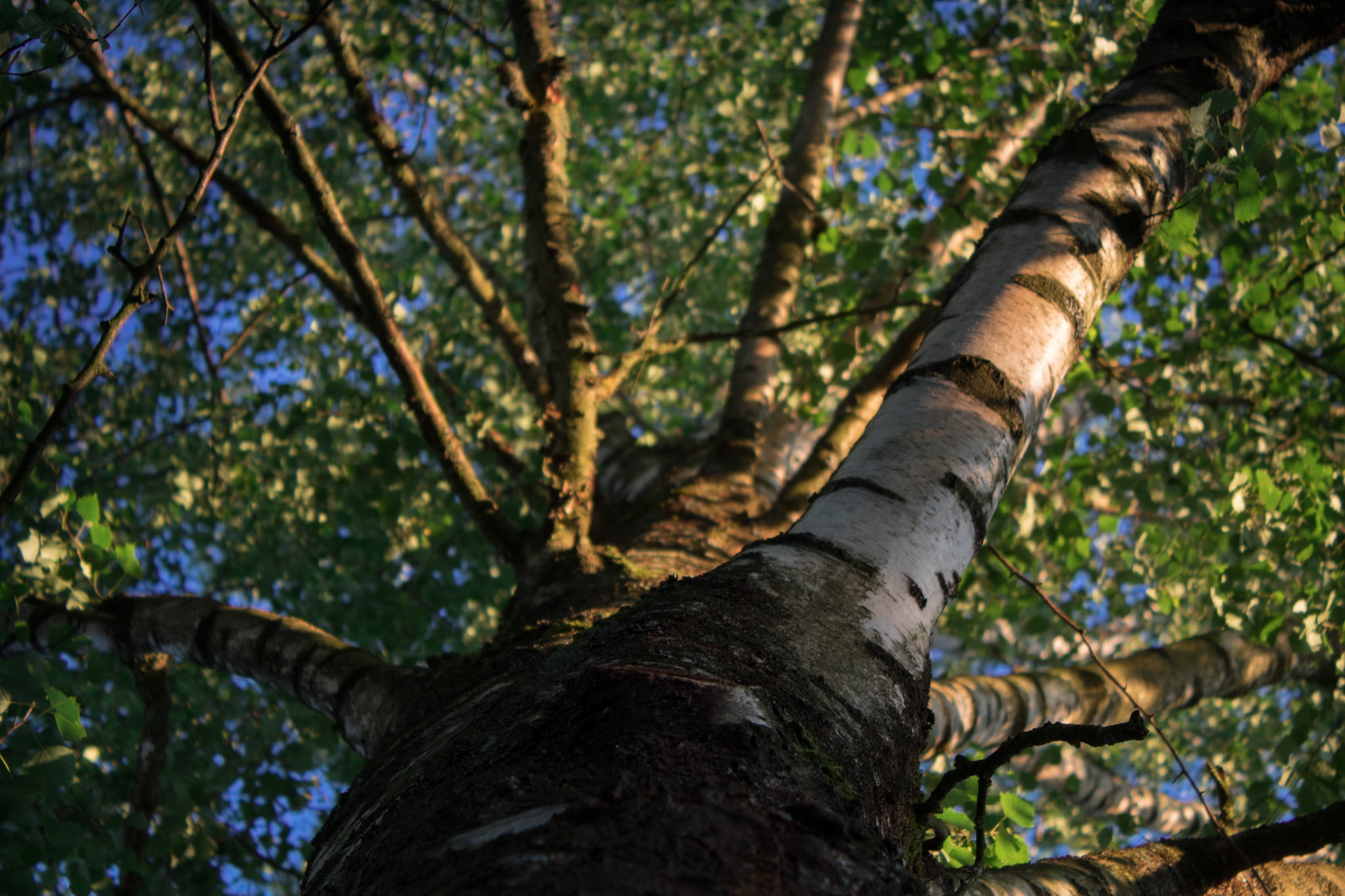 View from Trunk to Crown of a Birch Tree