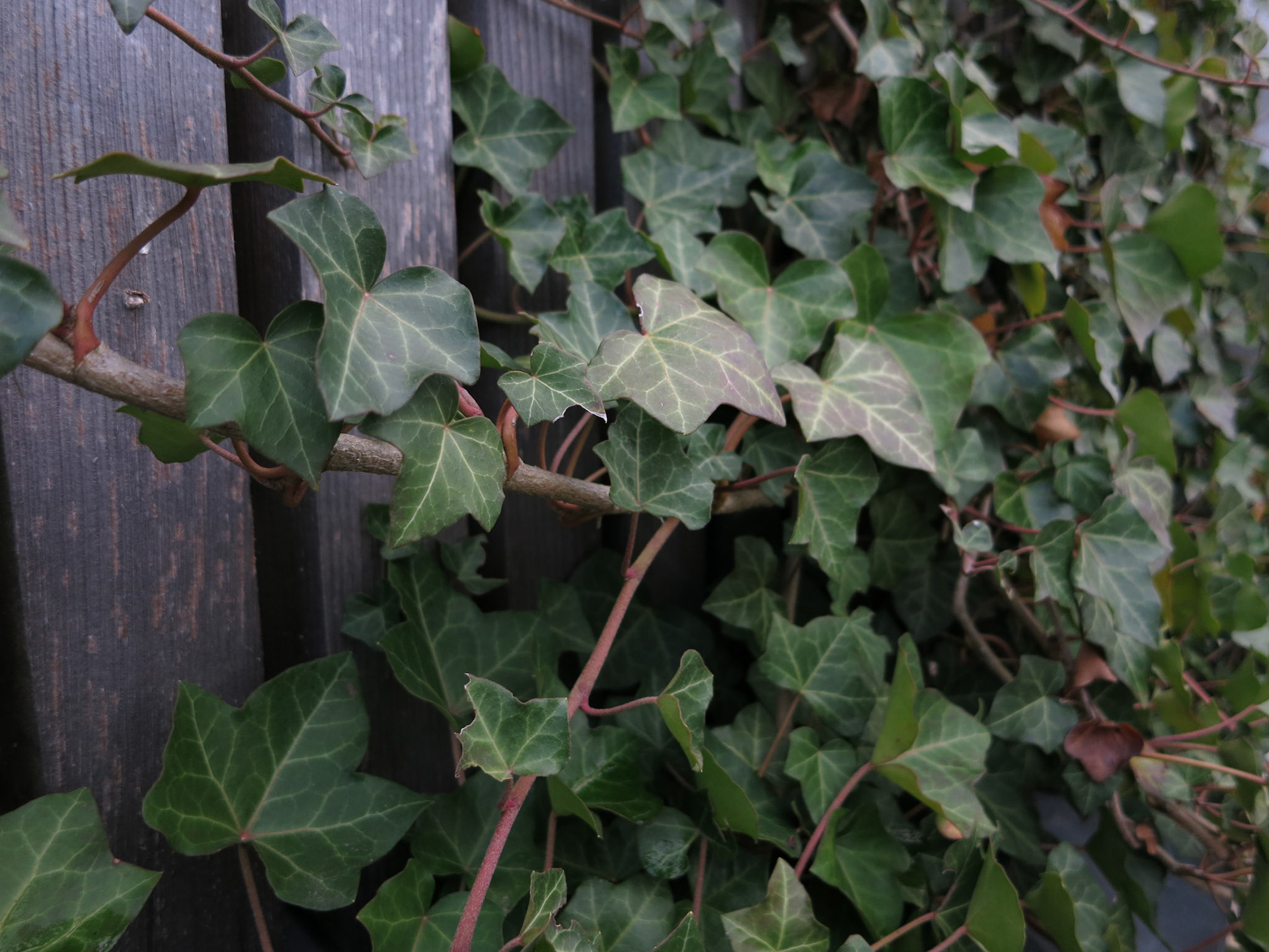 Ivy on wooden Wall