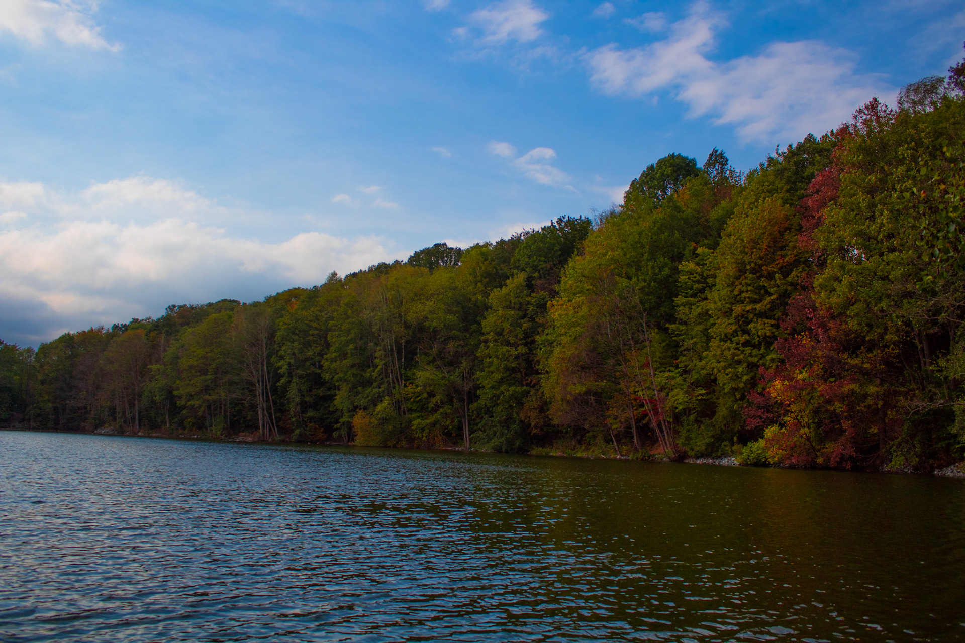Row of Trees near a Lake