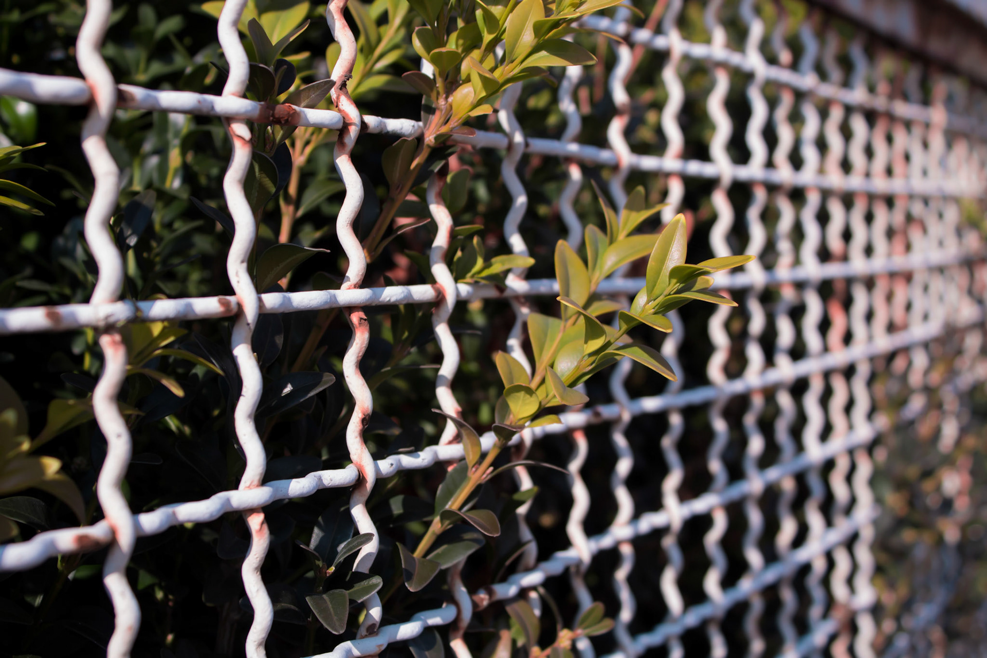 Bush branches sticking out of the Fence