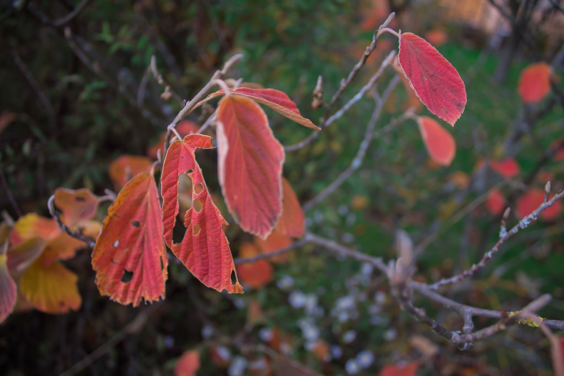 Orange Leafs on Branch