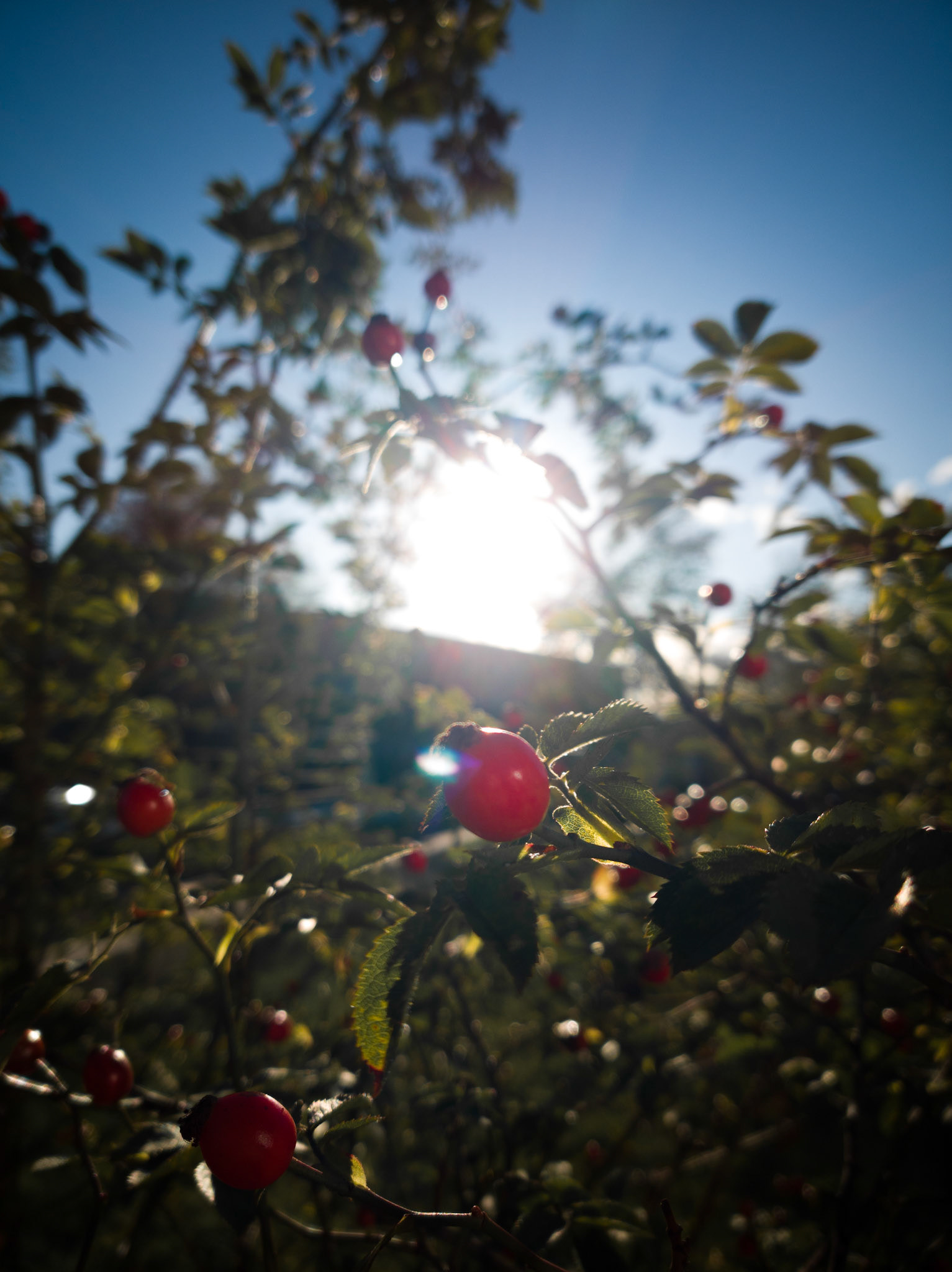 Sunshine through Rose Hip Bush