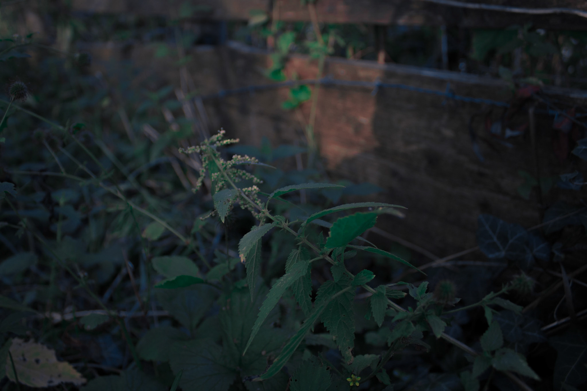 Nettles all over the Way