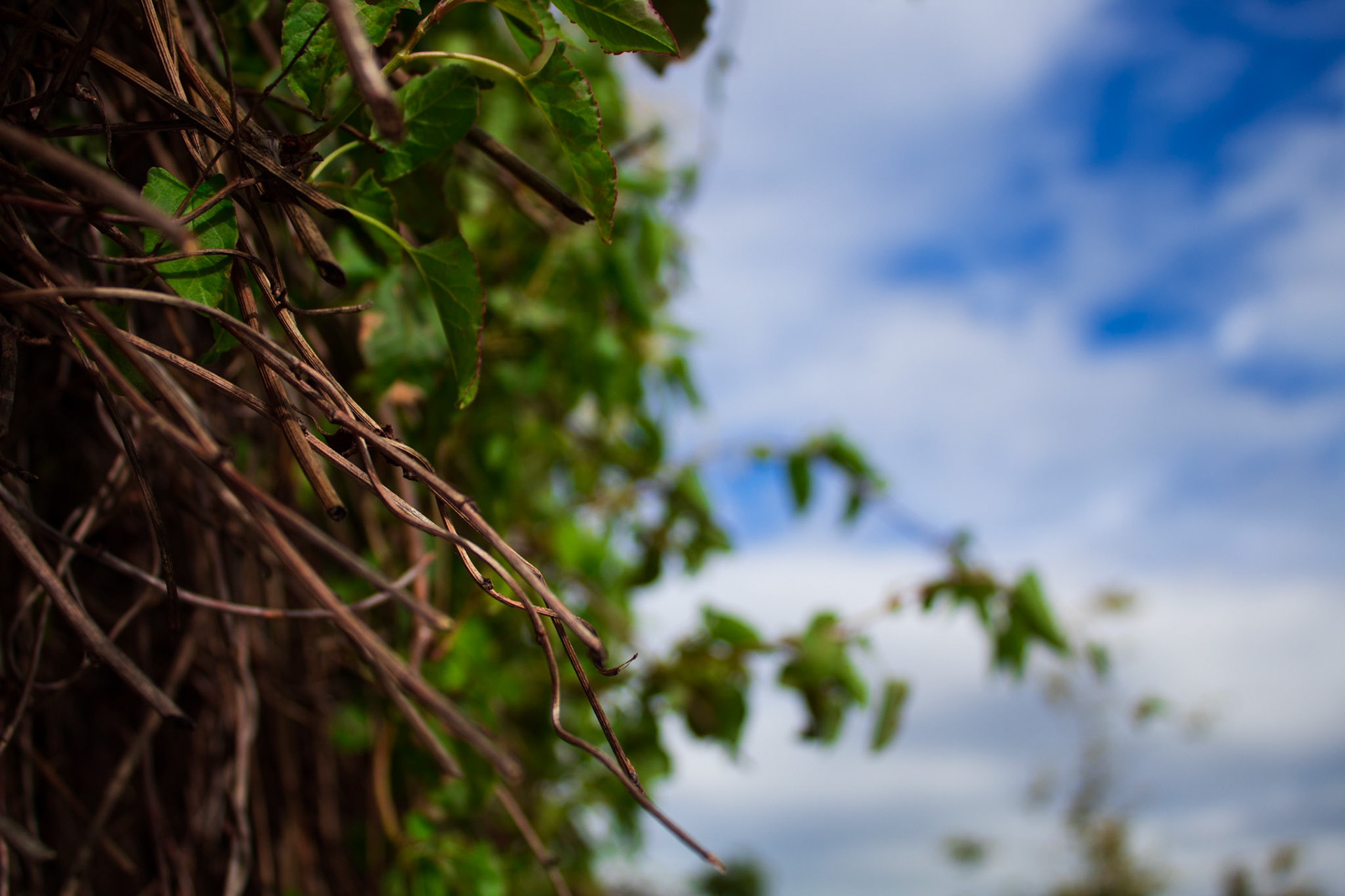 Little branches in front of the Sky