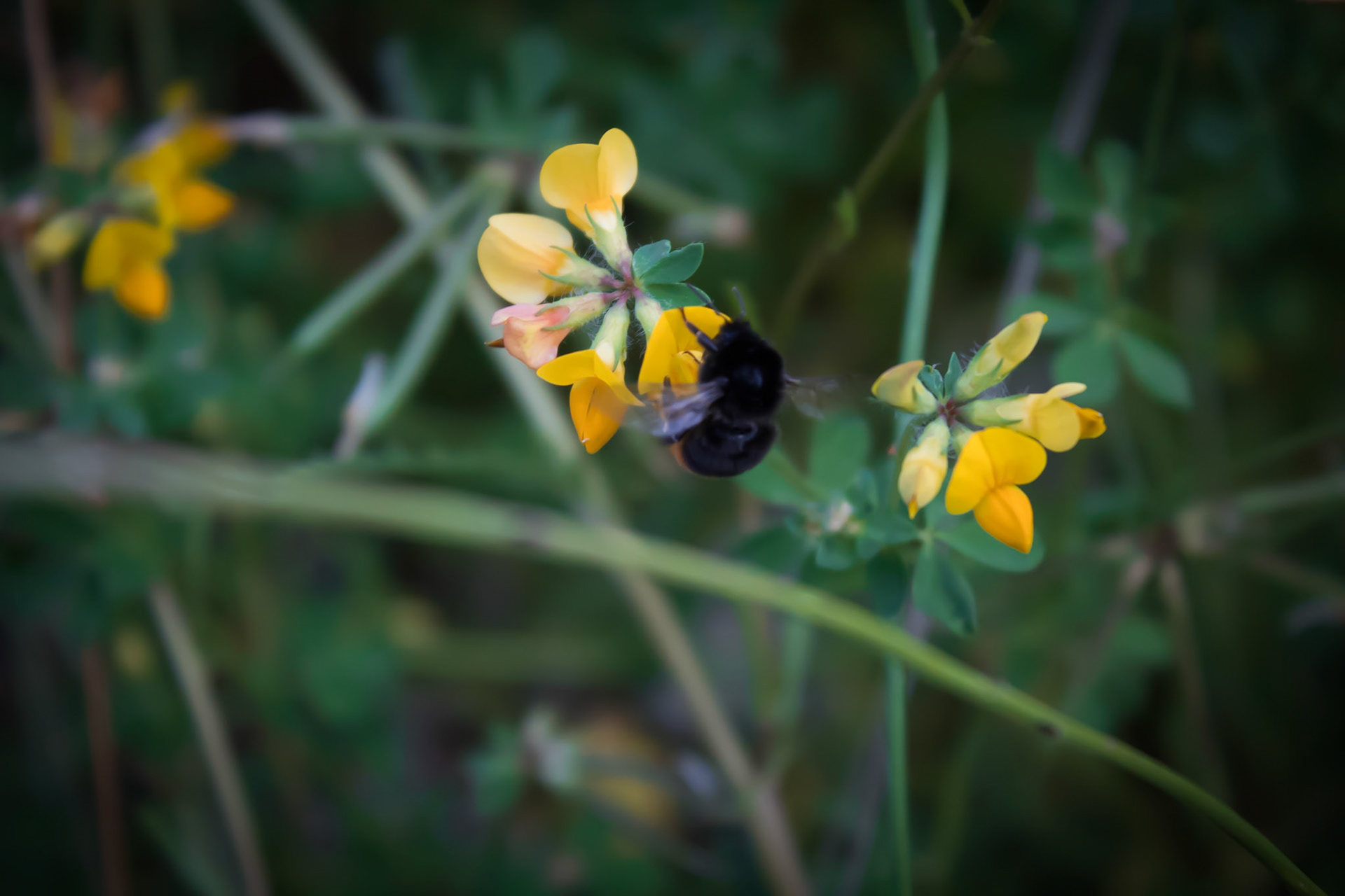 Bumblebee on Flower
