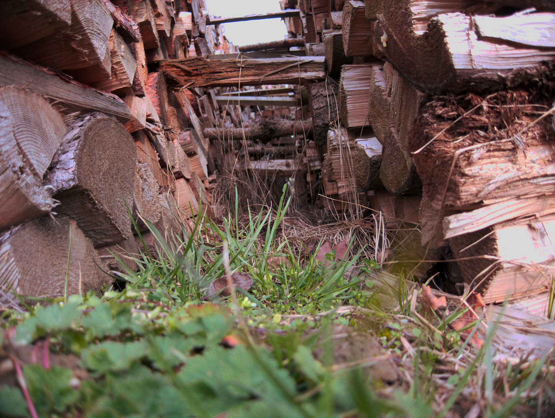Grass between two Stacks of Wood